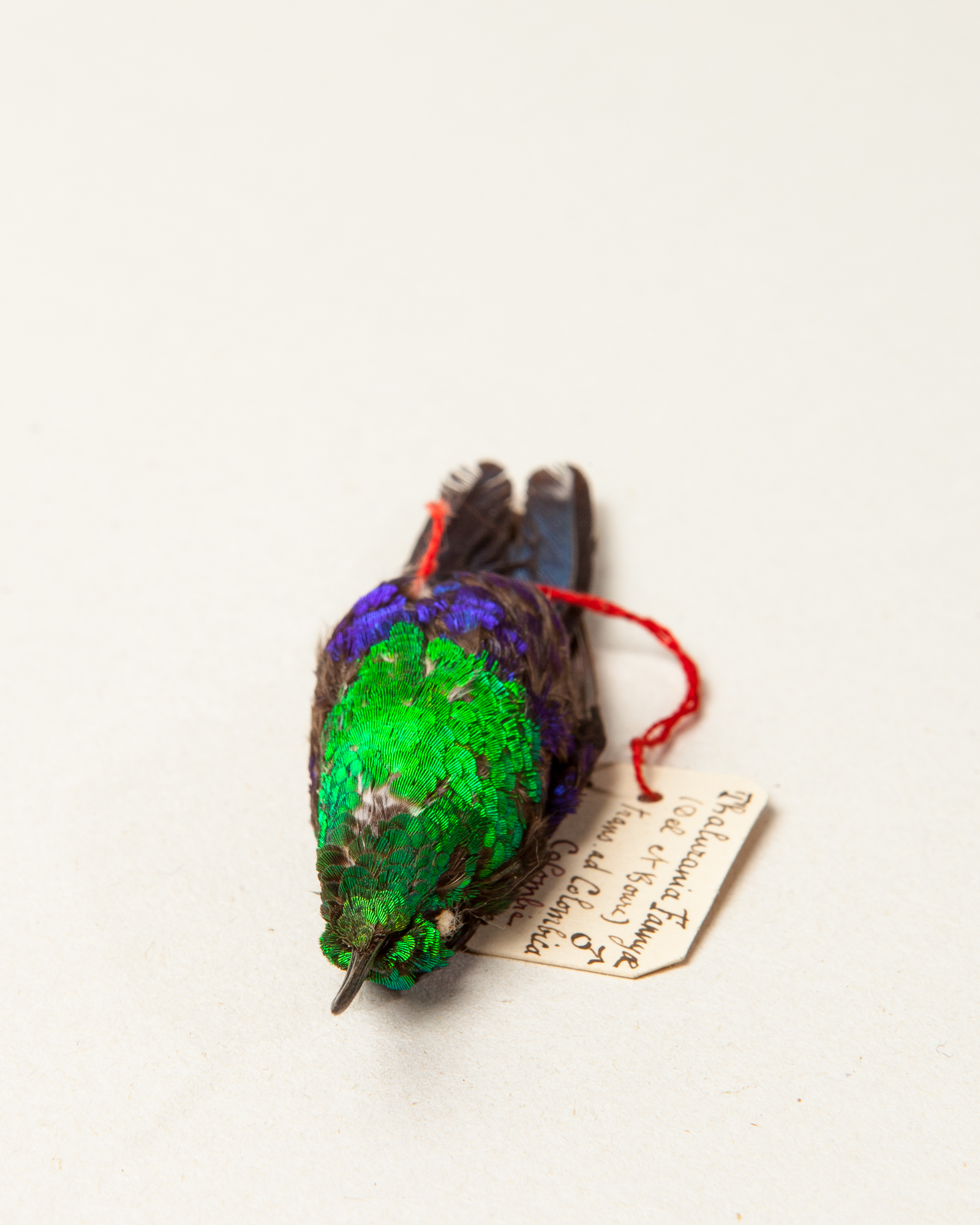 Purple-collared woodstar