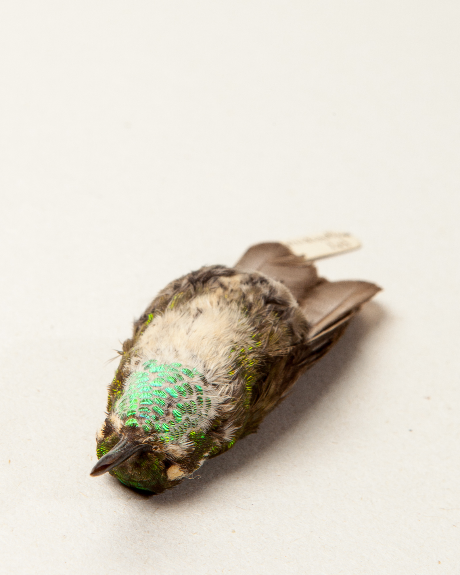 Green-throated mountaingem