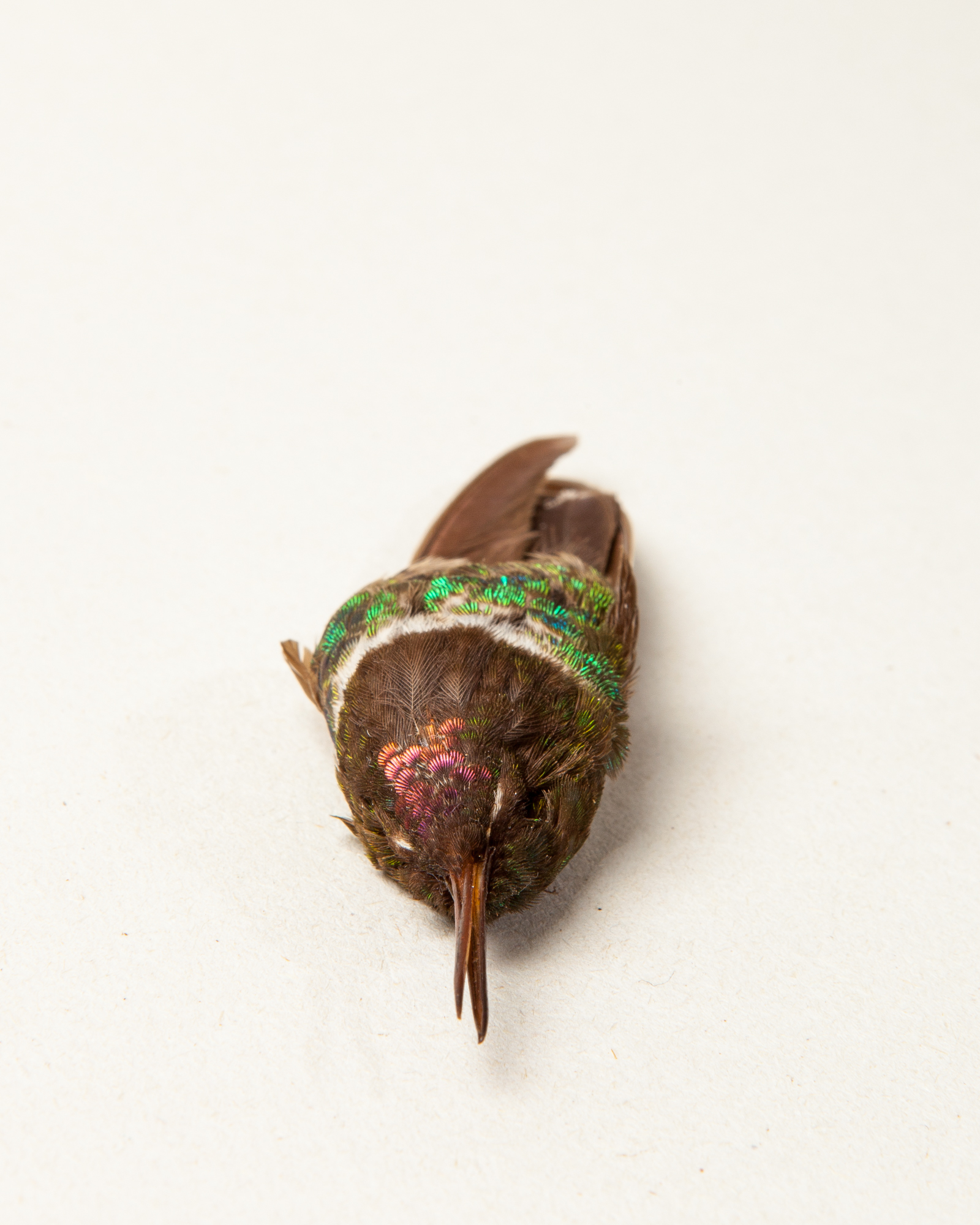 Amethyst-throated sunangel