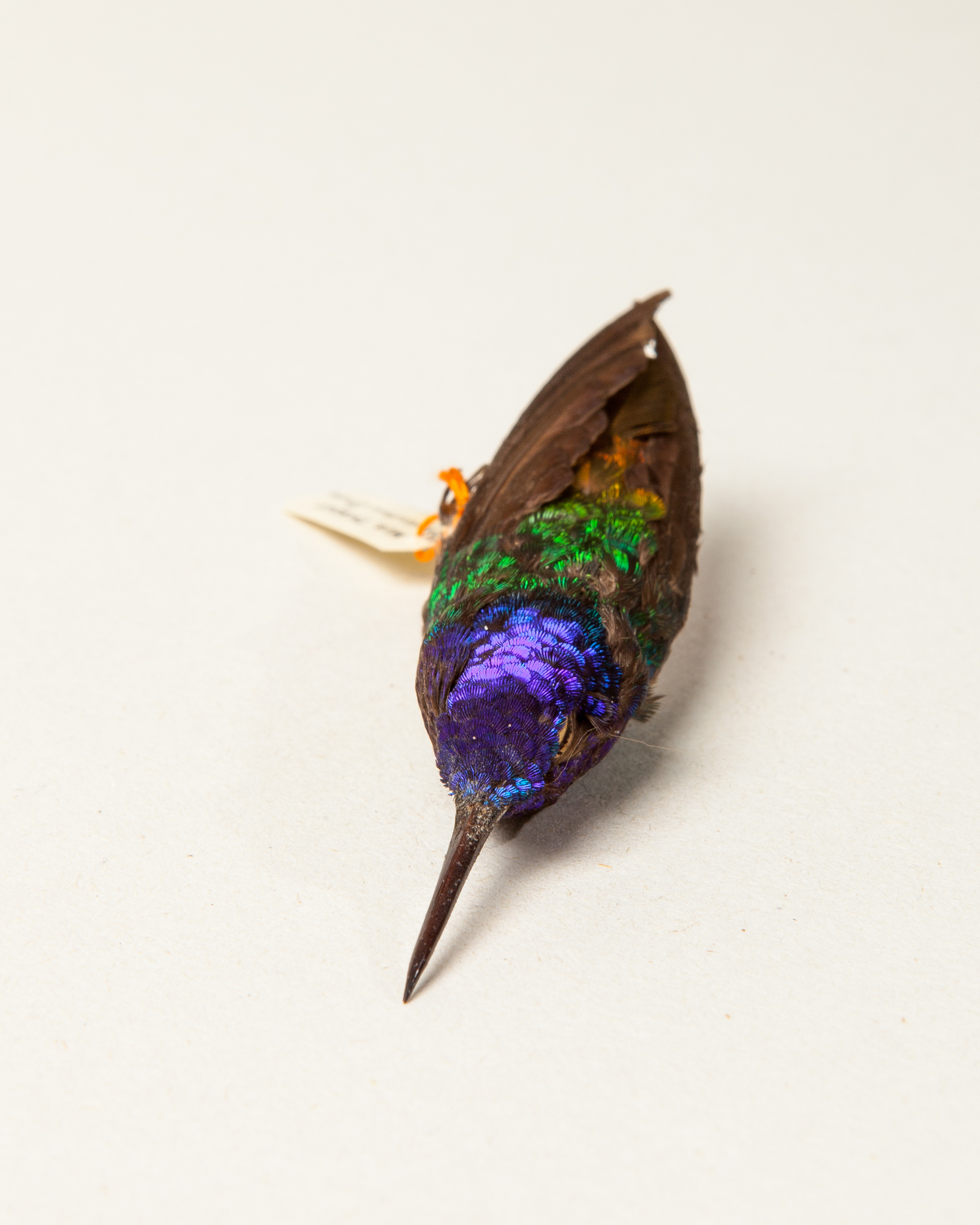 Golden-tailed sapphire