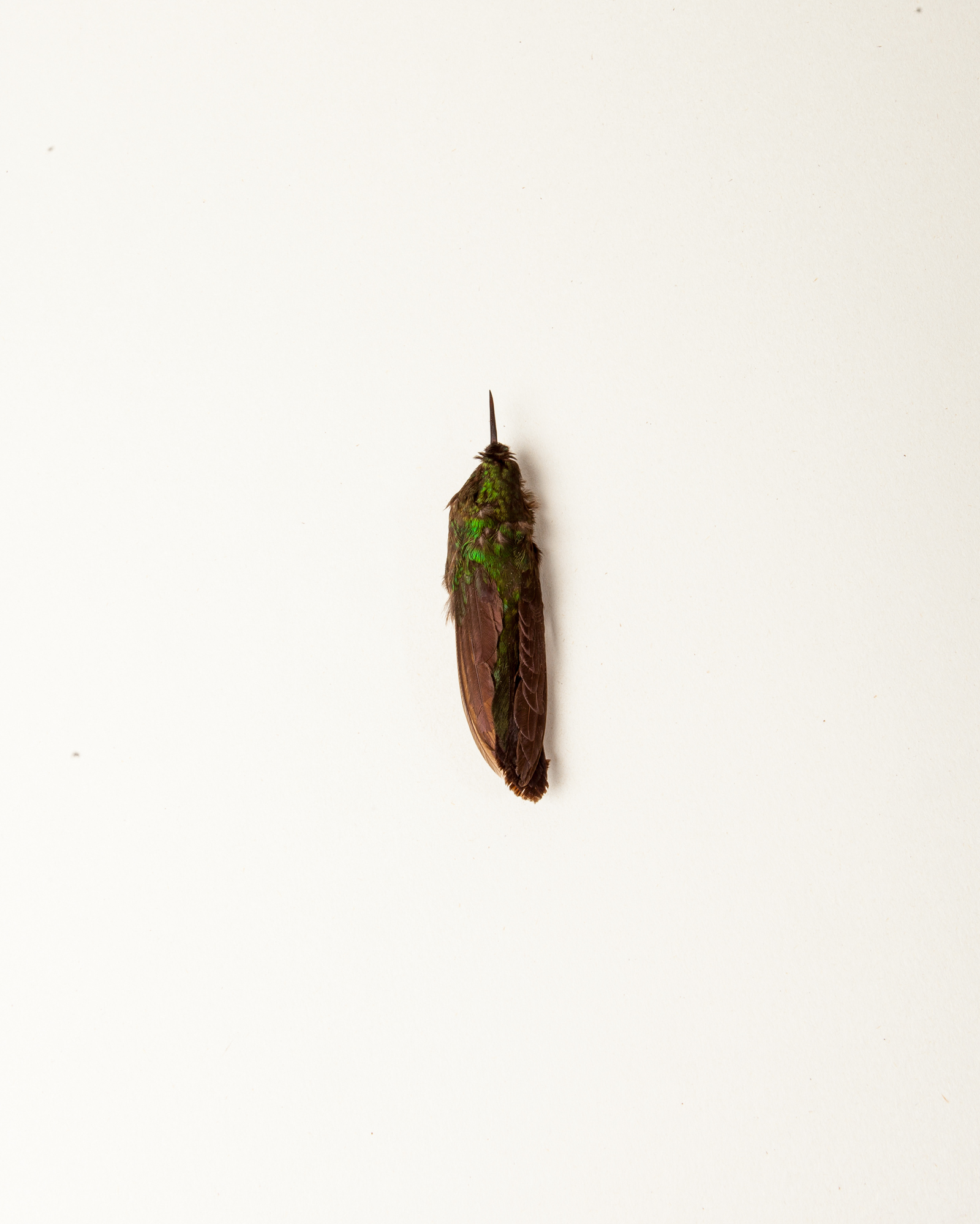 Amethyst-throated hummingbird