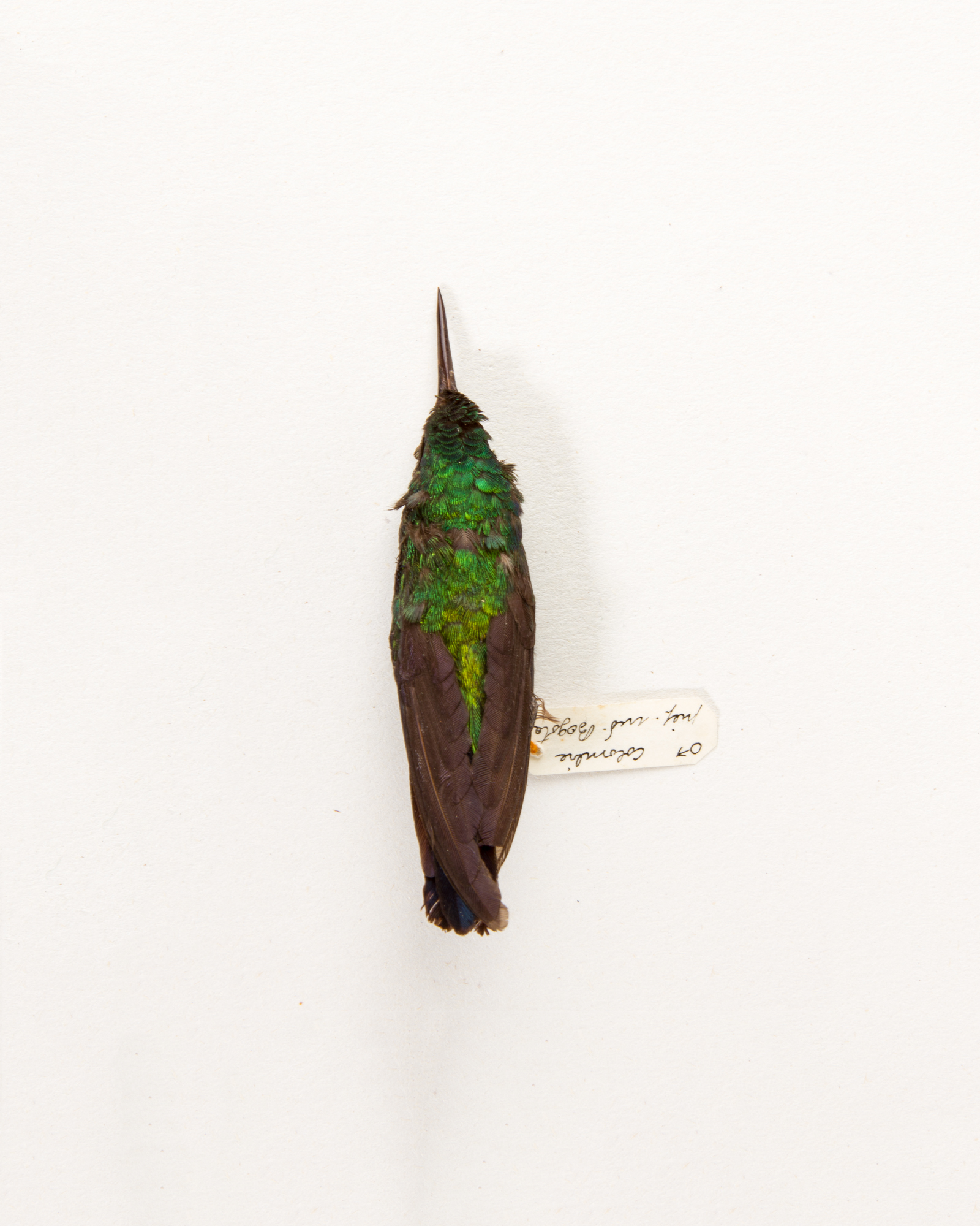 Violet-bellied Hummingbird