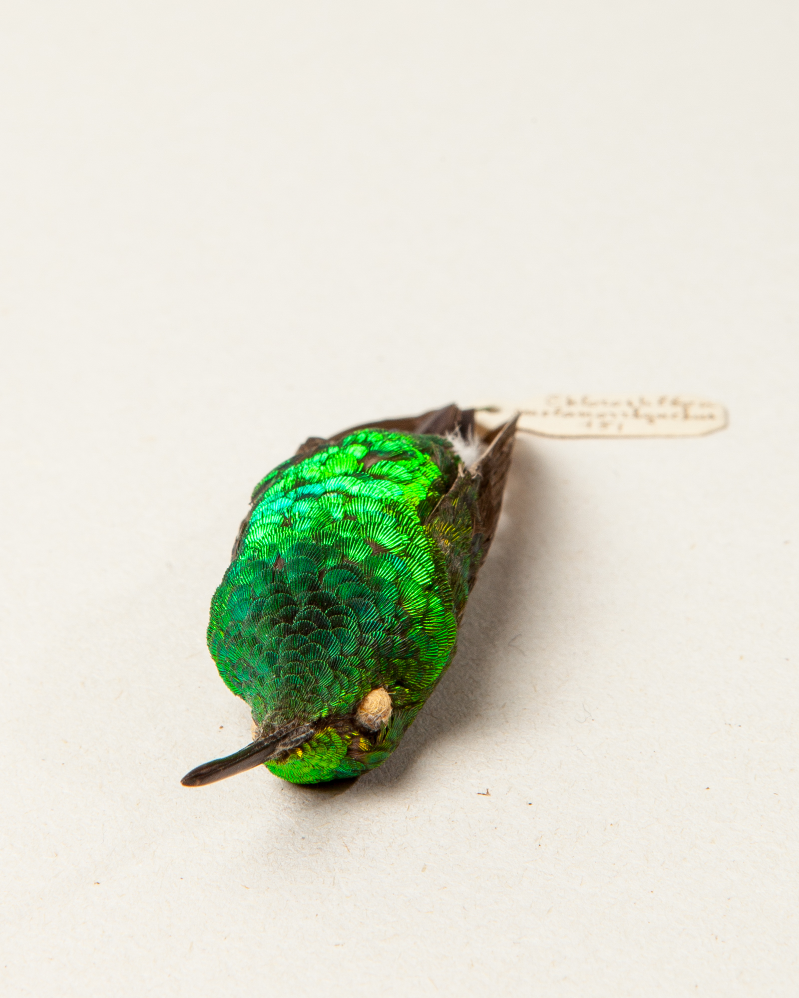 Western emerald