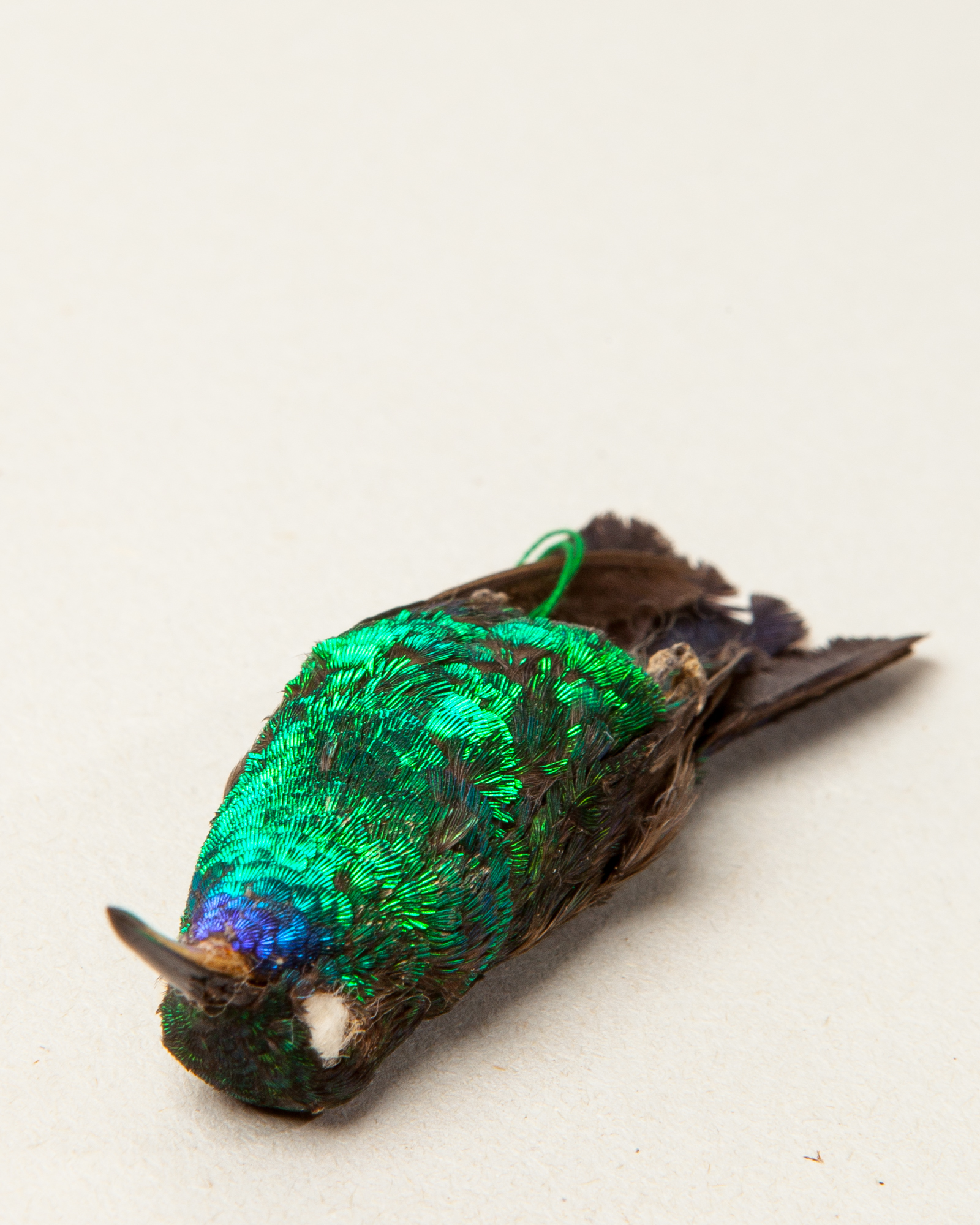 Green-crowned brilliant