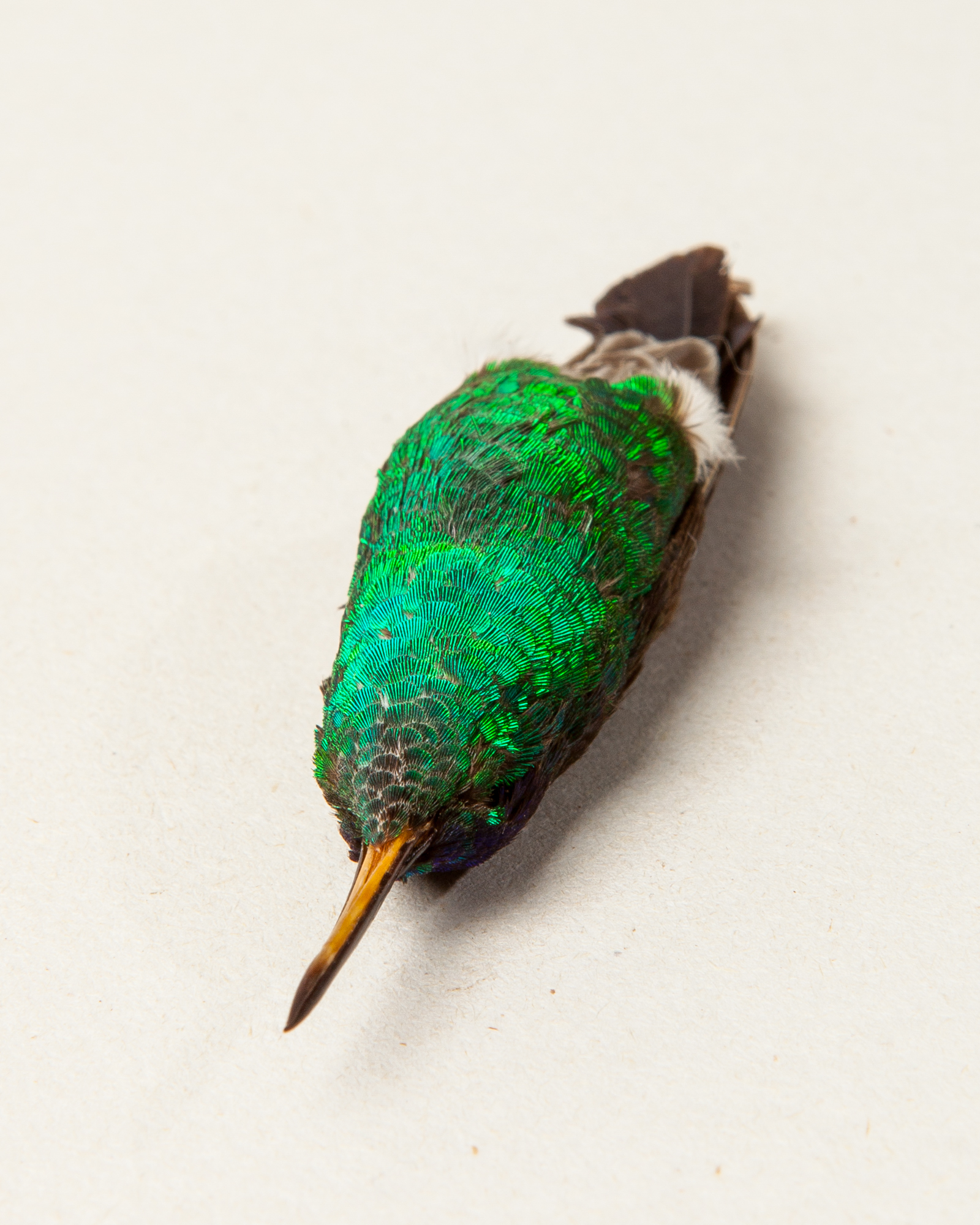 Blue-headed sapphire