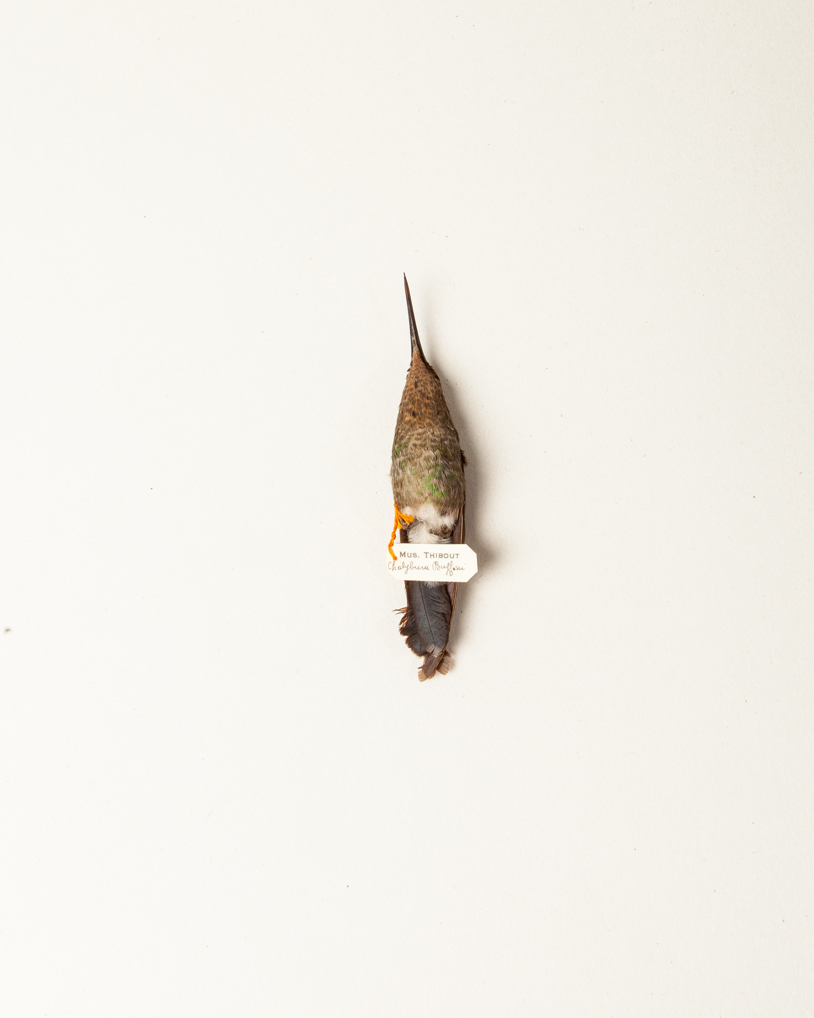 White-vented plumeleteer