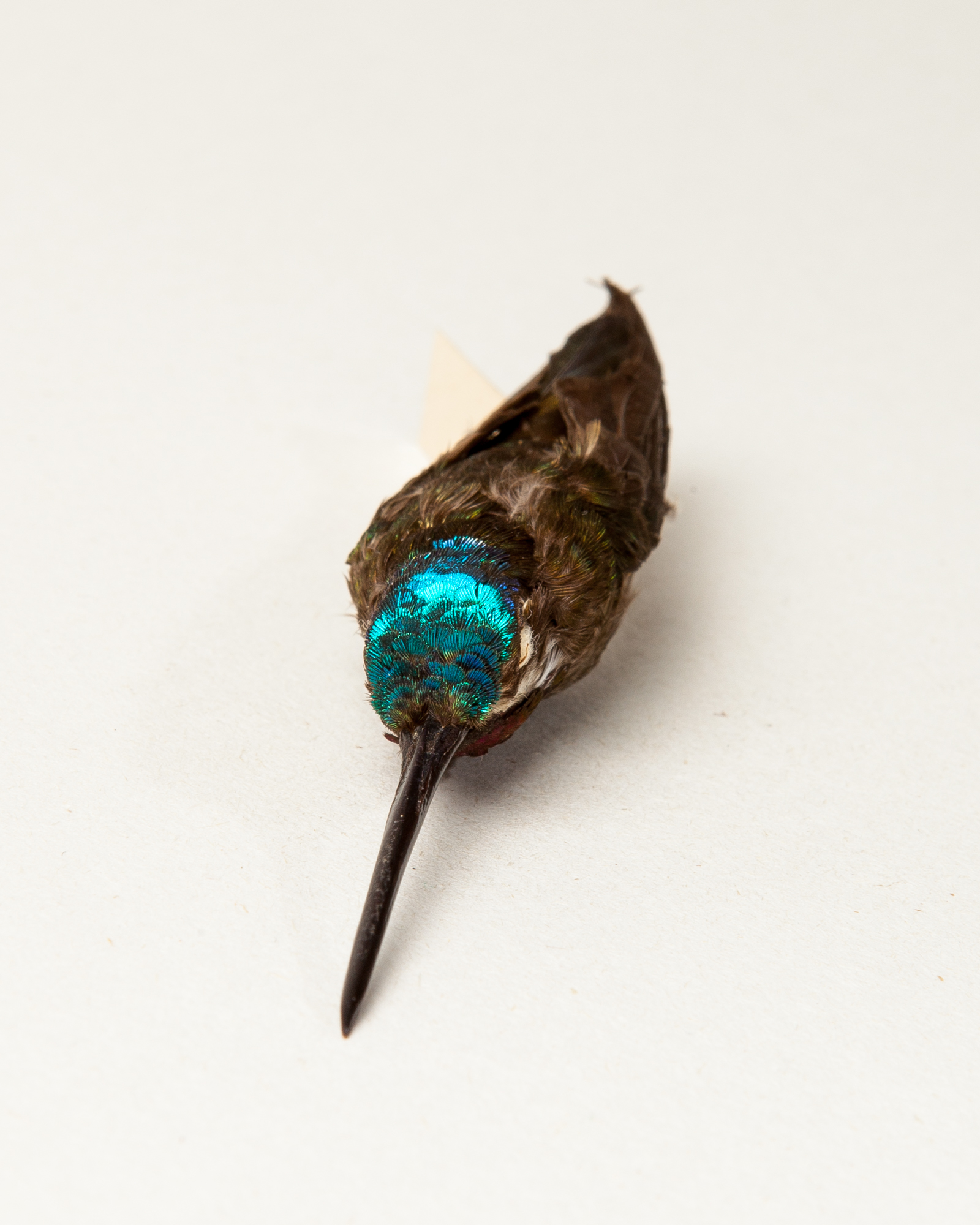 Long-billed starthroat