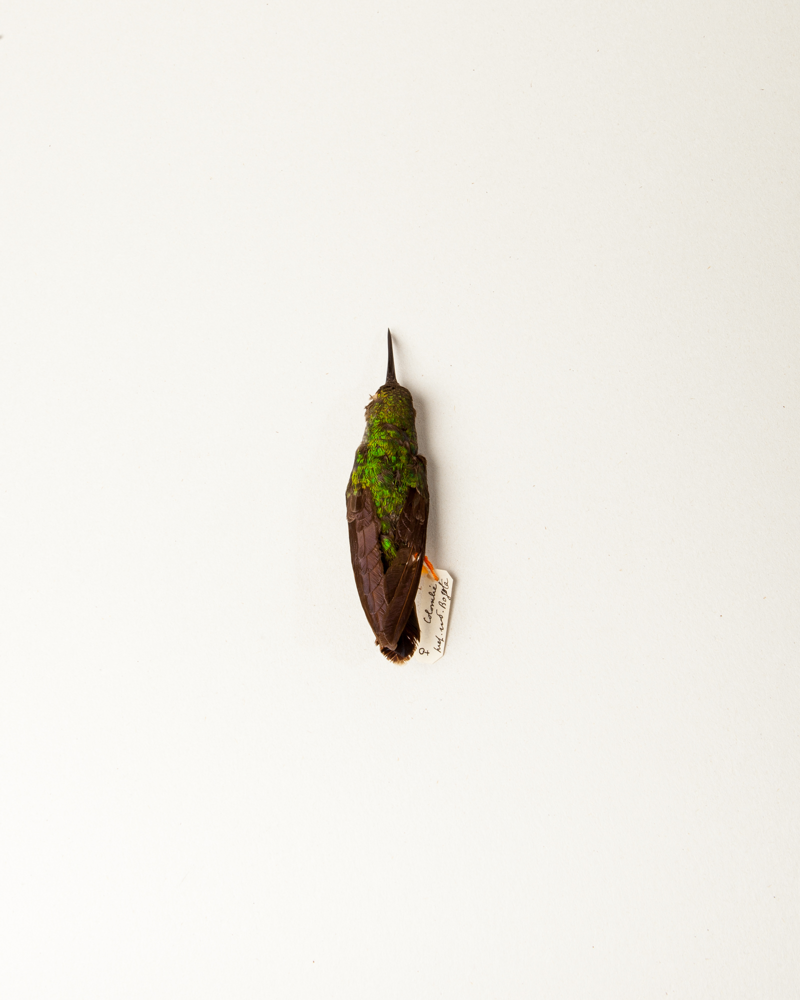 White-vented plumeleteer