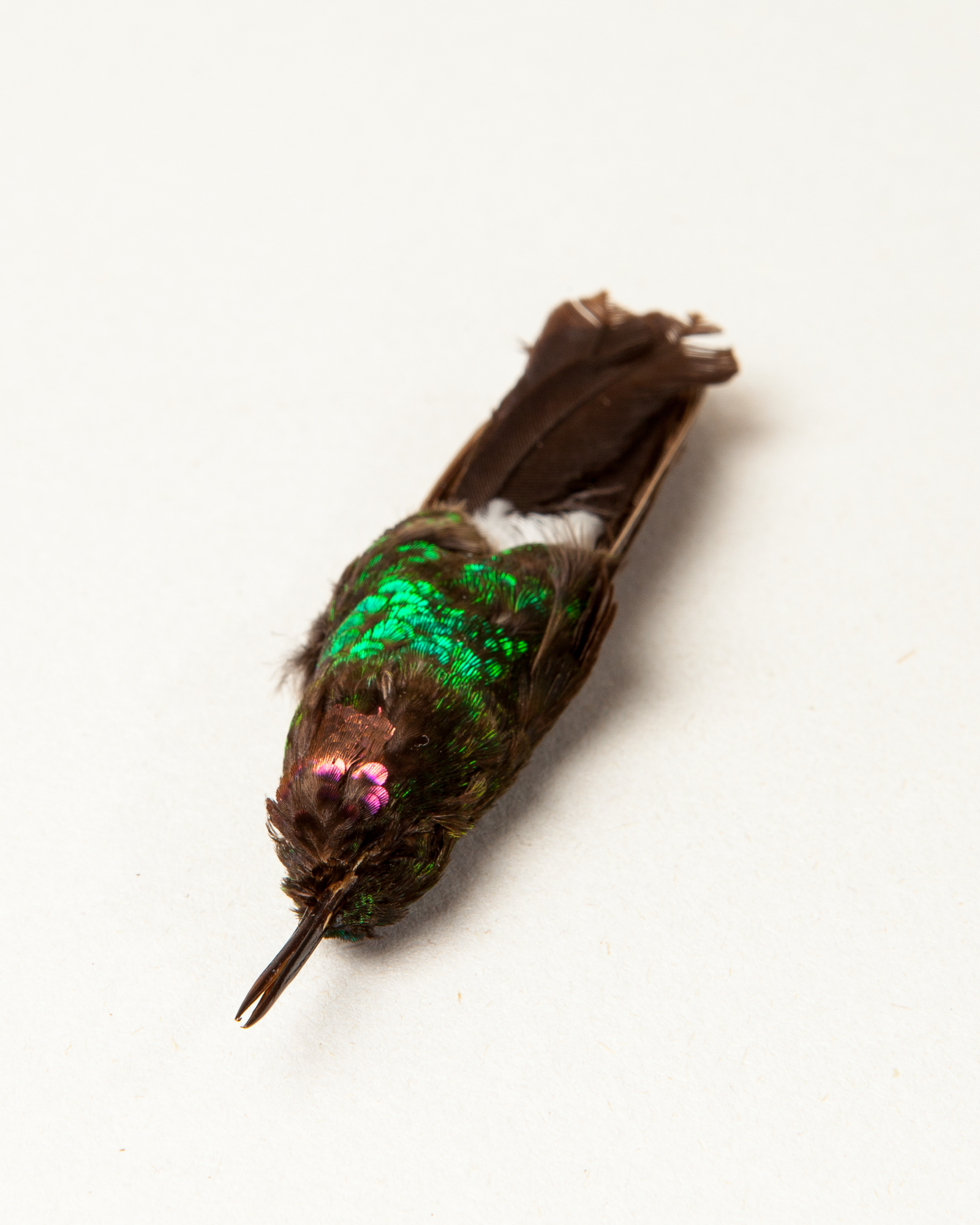 Tourmaline sunangel