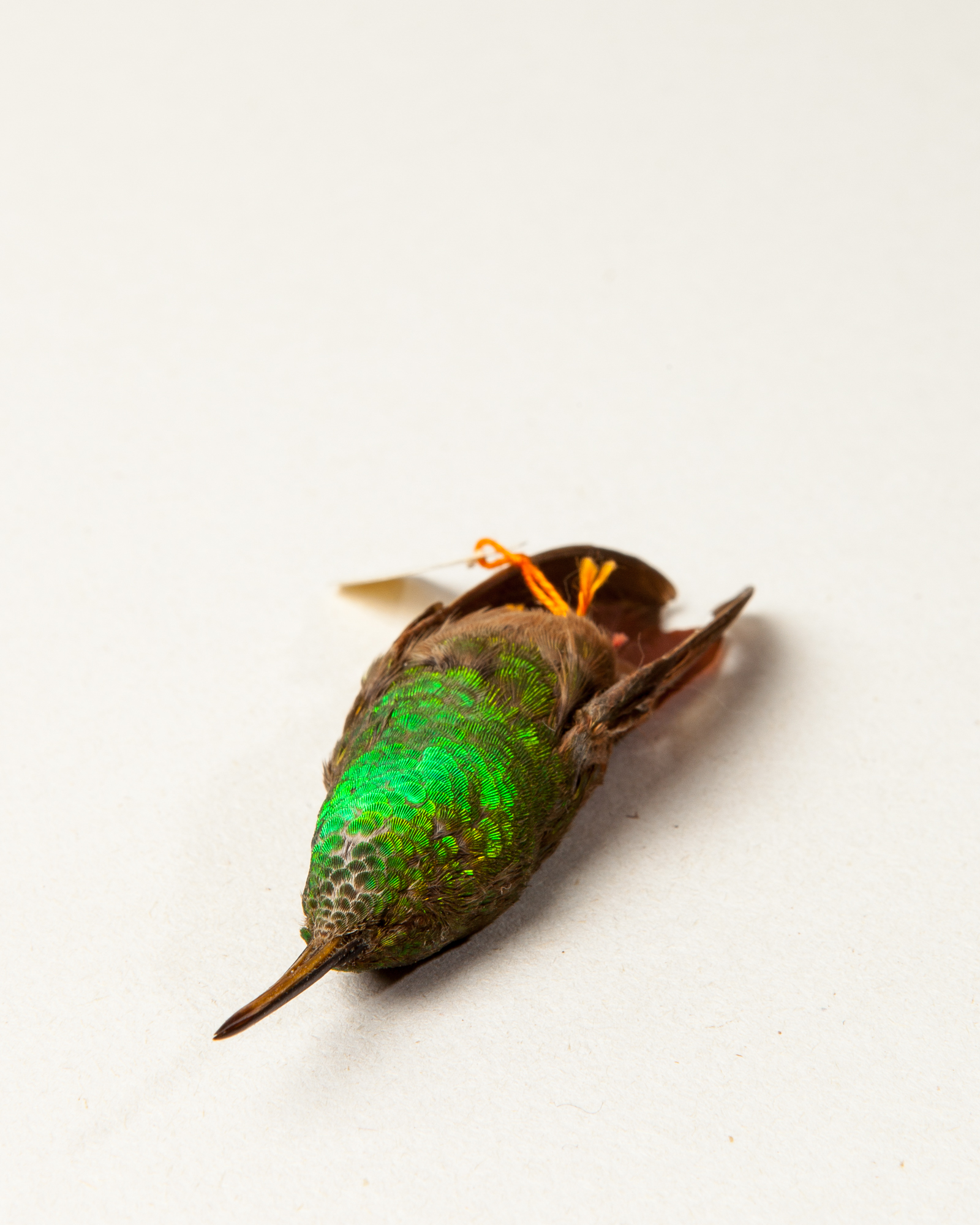 Berylline hummingbird