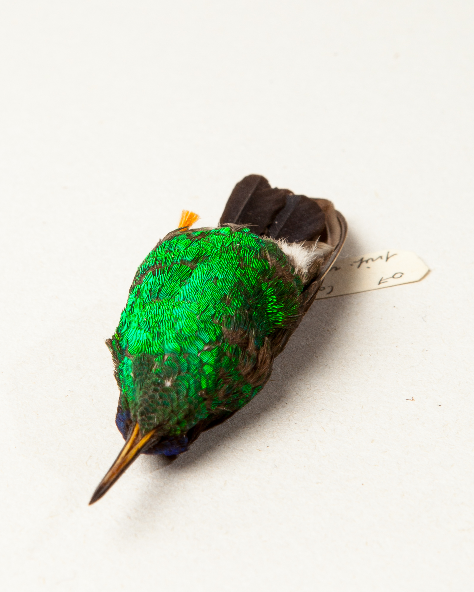 Indigo-capped hummingbird