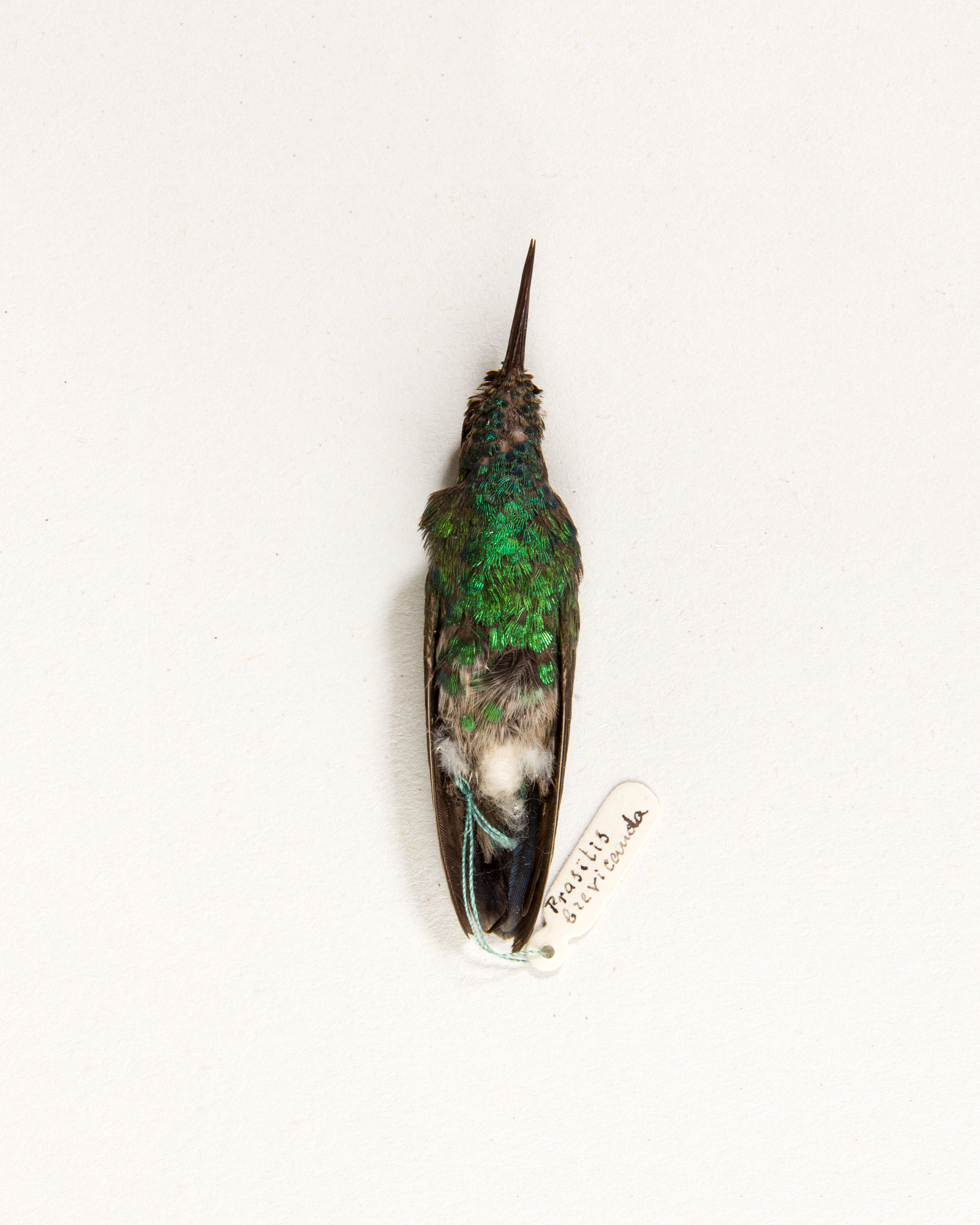 Hummingbird skin