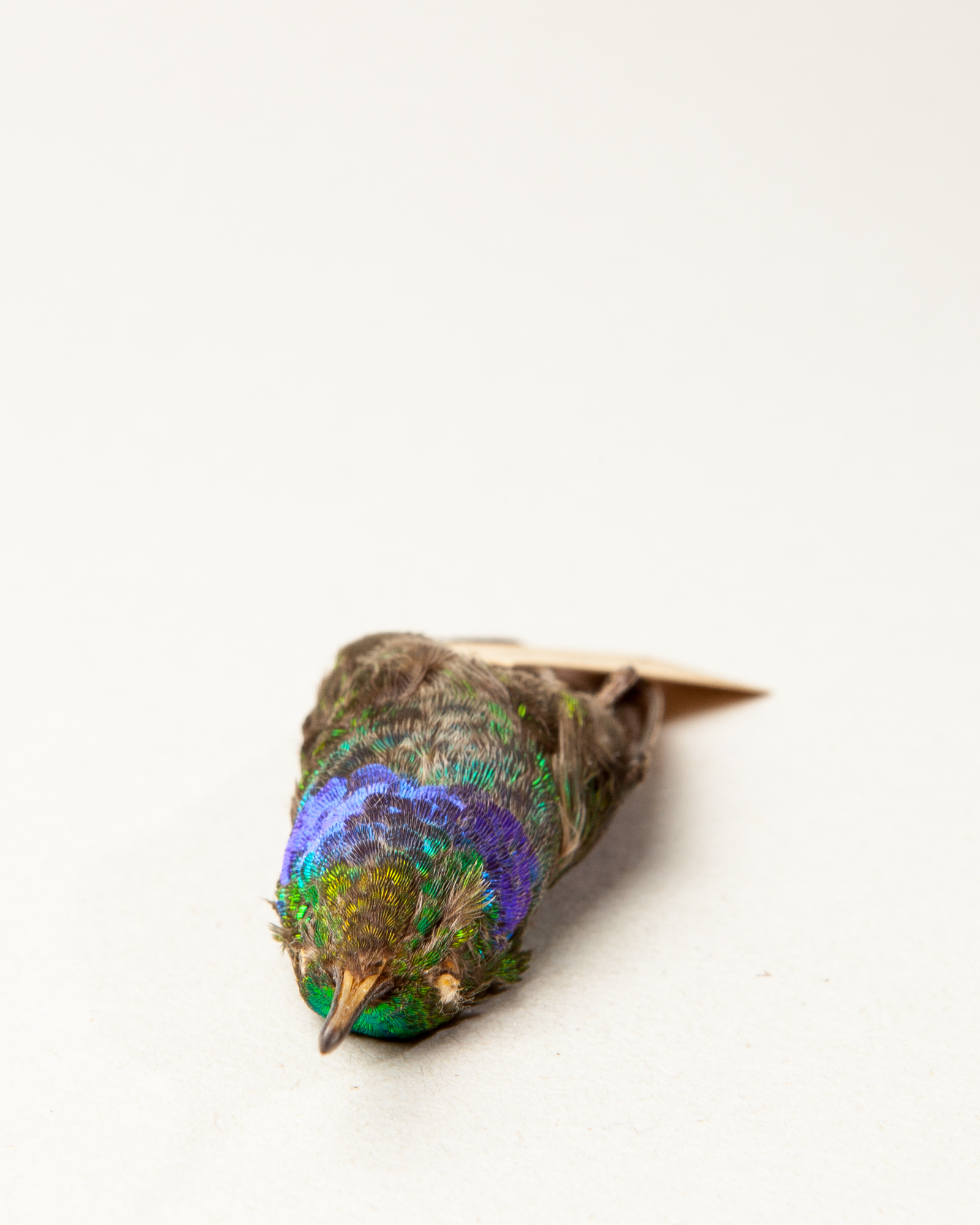 Blue-chested hummingbird