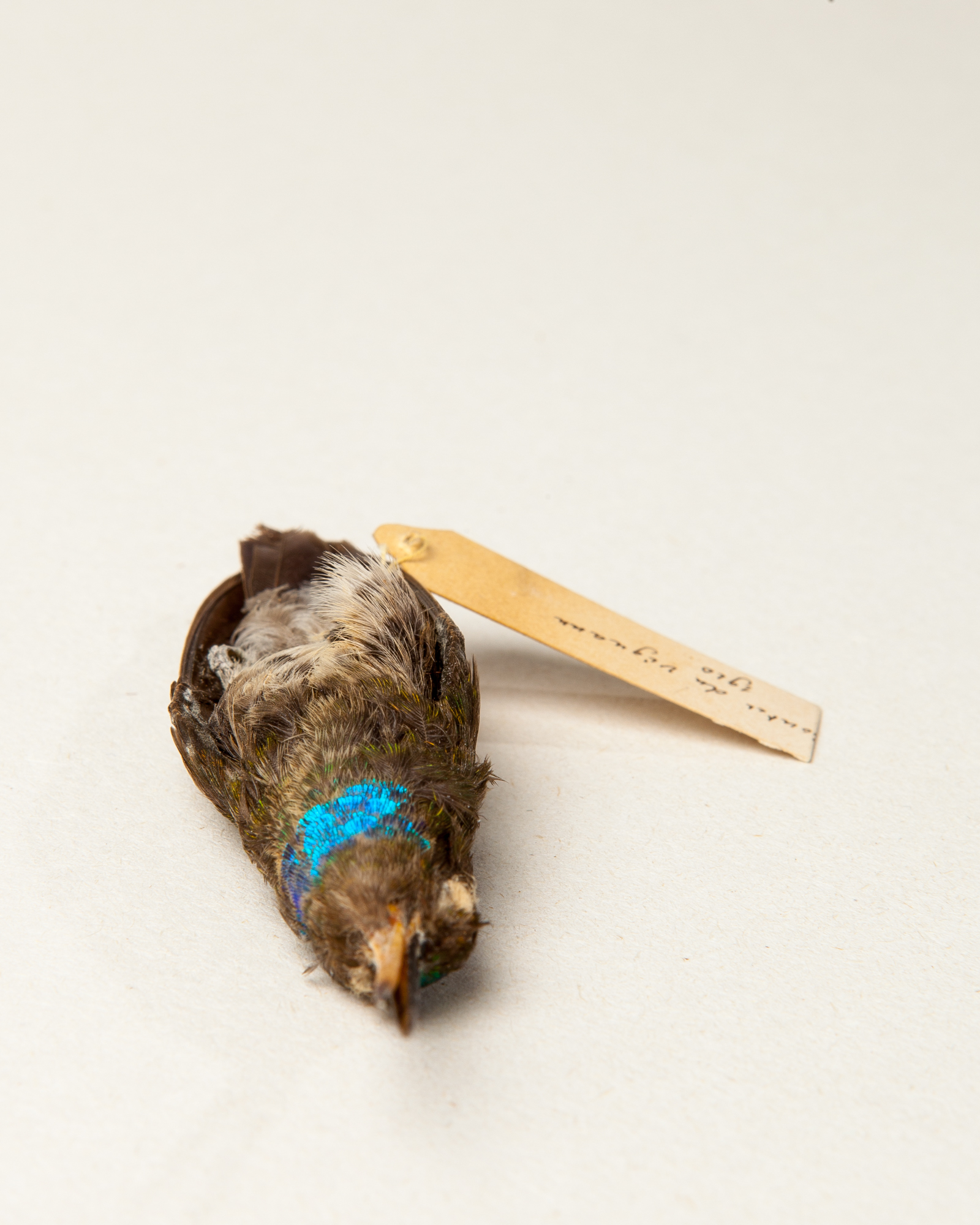 Charming hummingbird