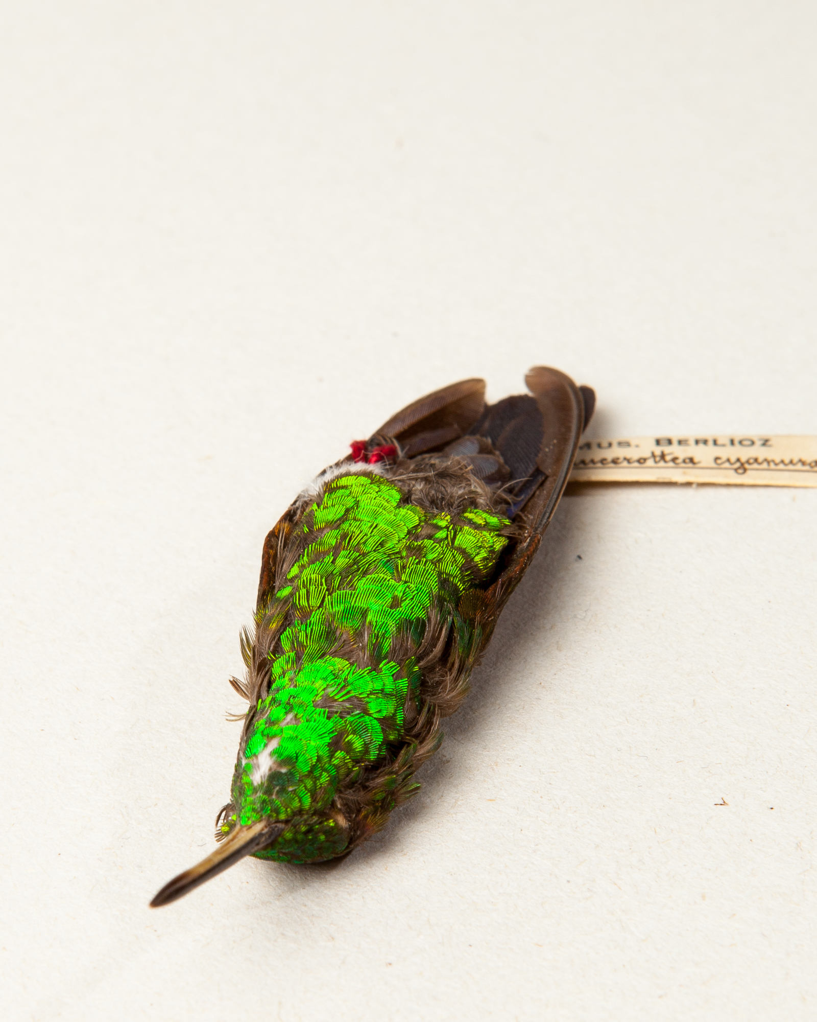 Blue-tailed hummingbird
