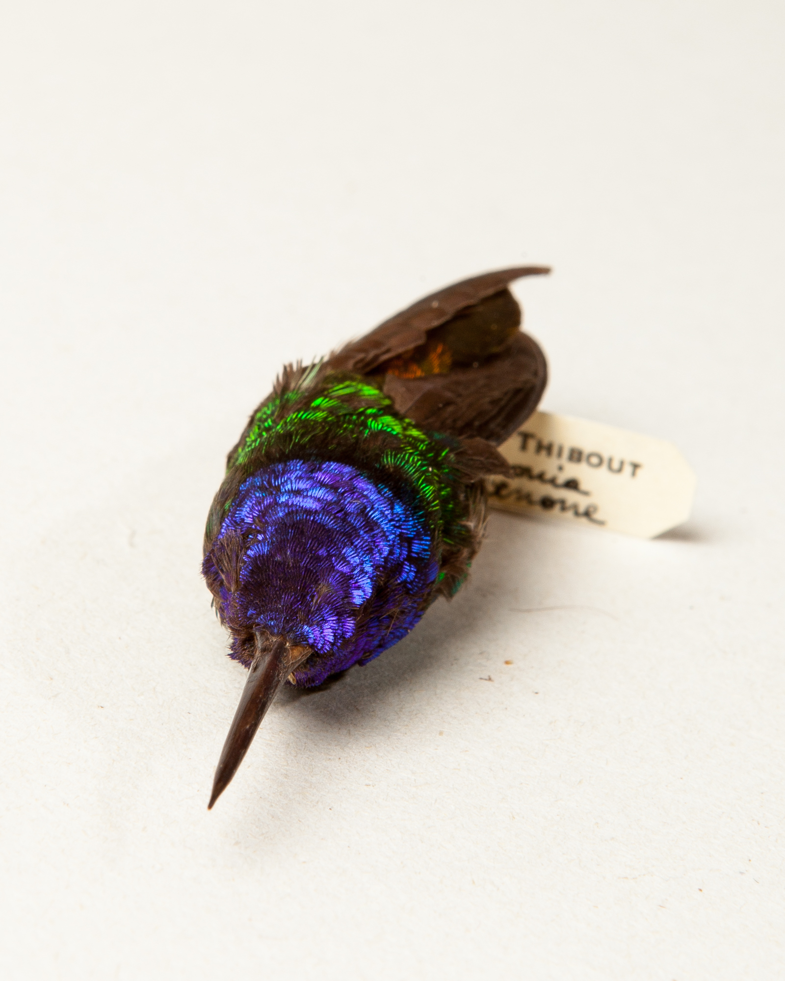 Golden-tailed sapphire