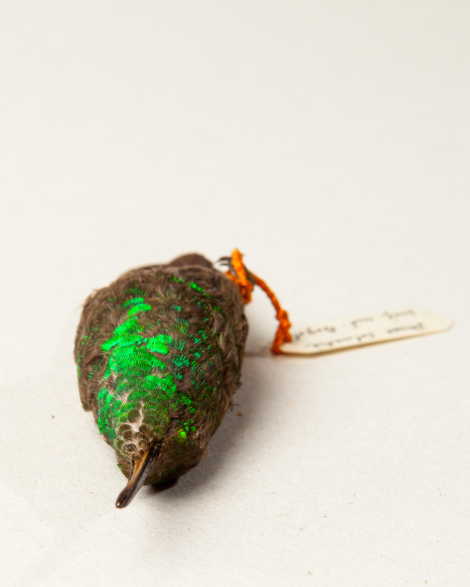 Green-bellied hummingbird