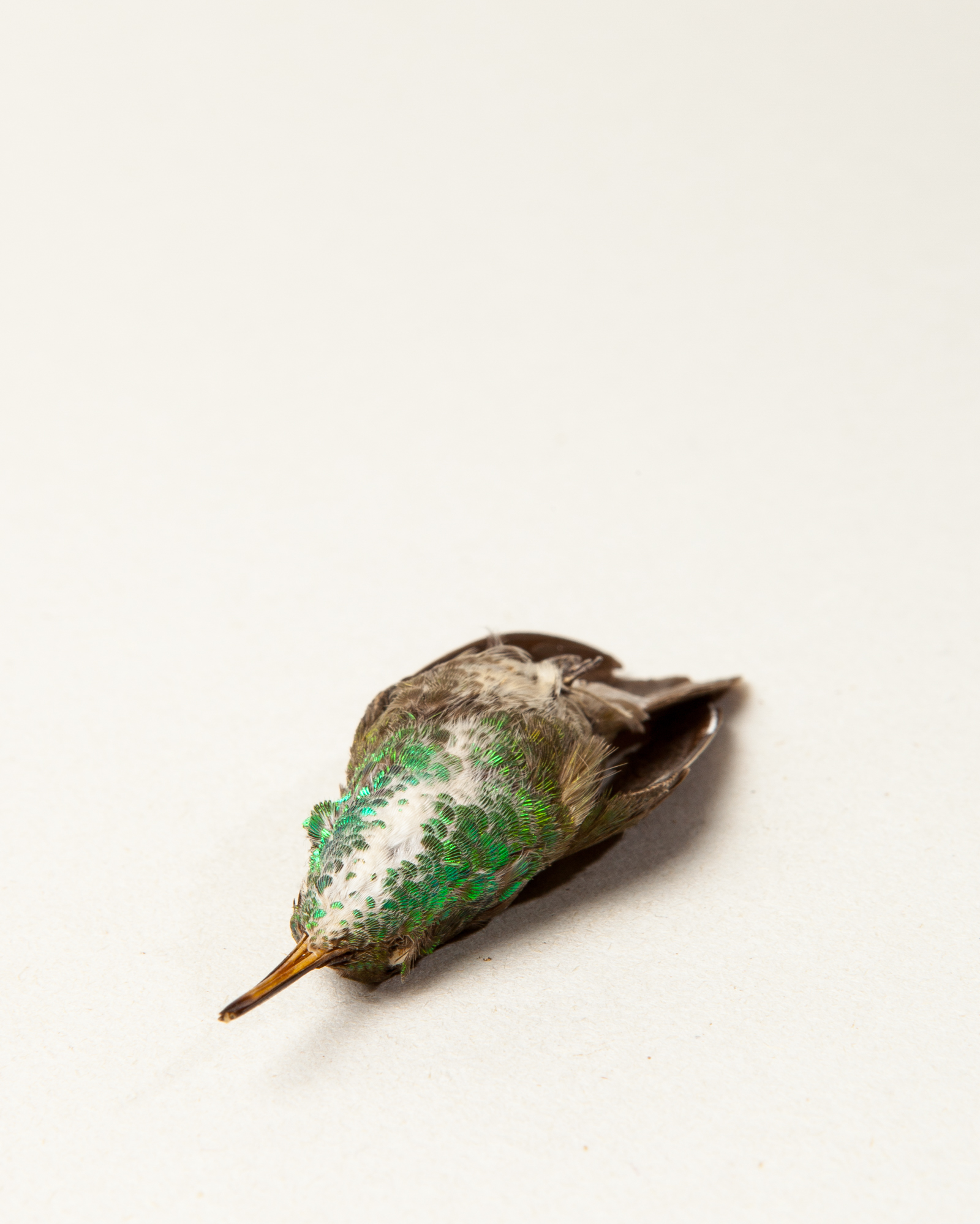 Green-and-white hummingbird