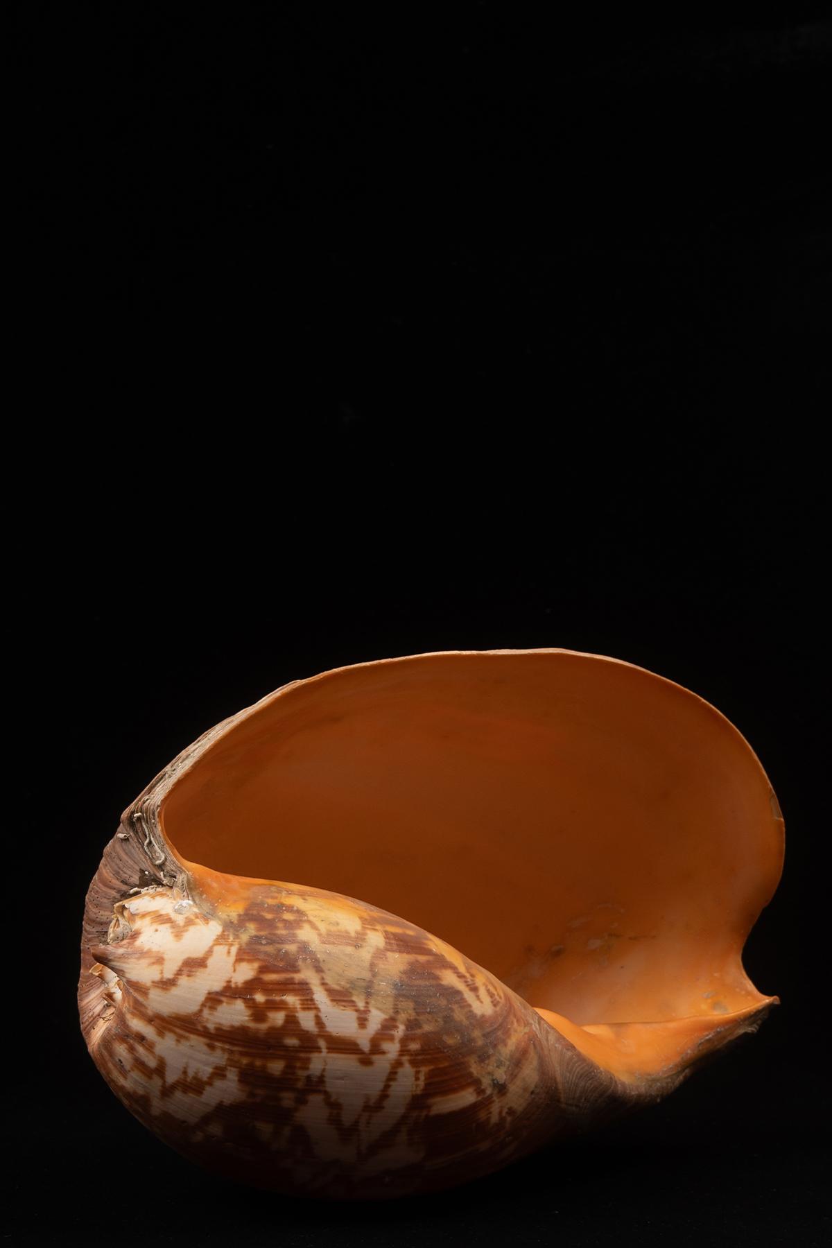 Humongous Indian Velute Shell