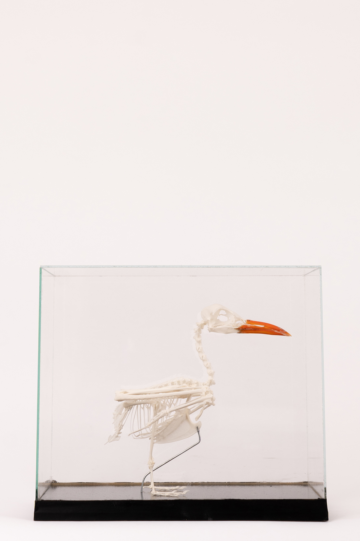 Inca skeleton