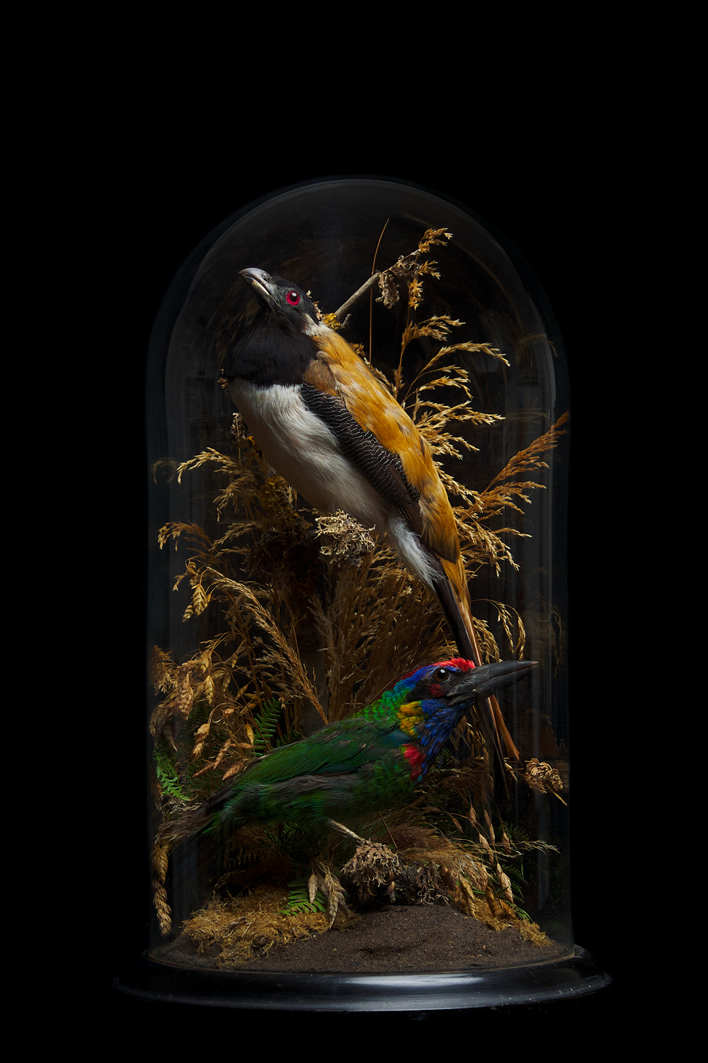 Indian Birds By TE Gunn