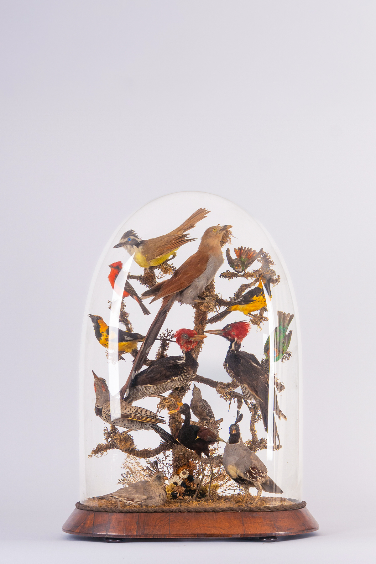 North American Taxidermy Birds Dome