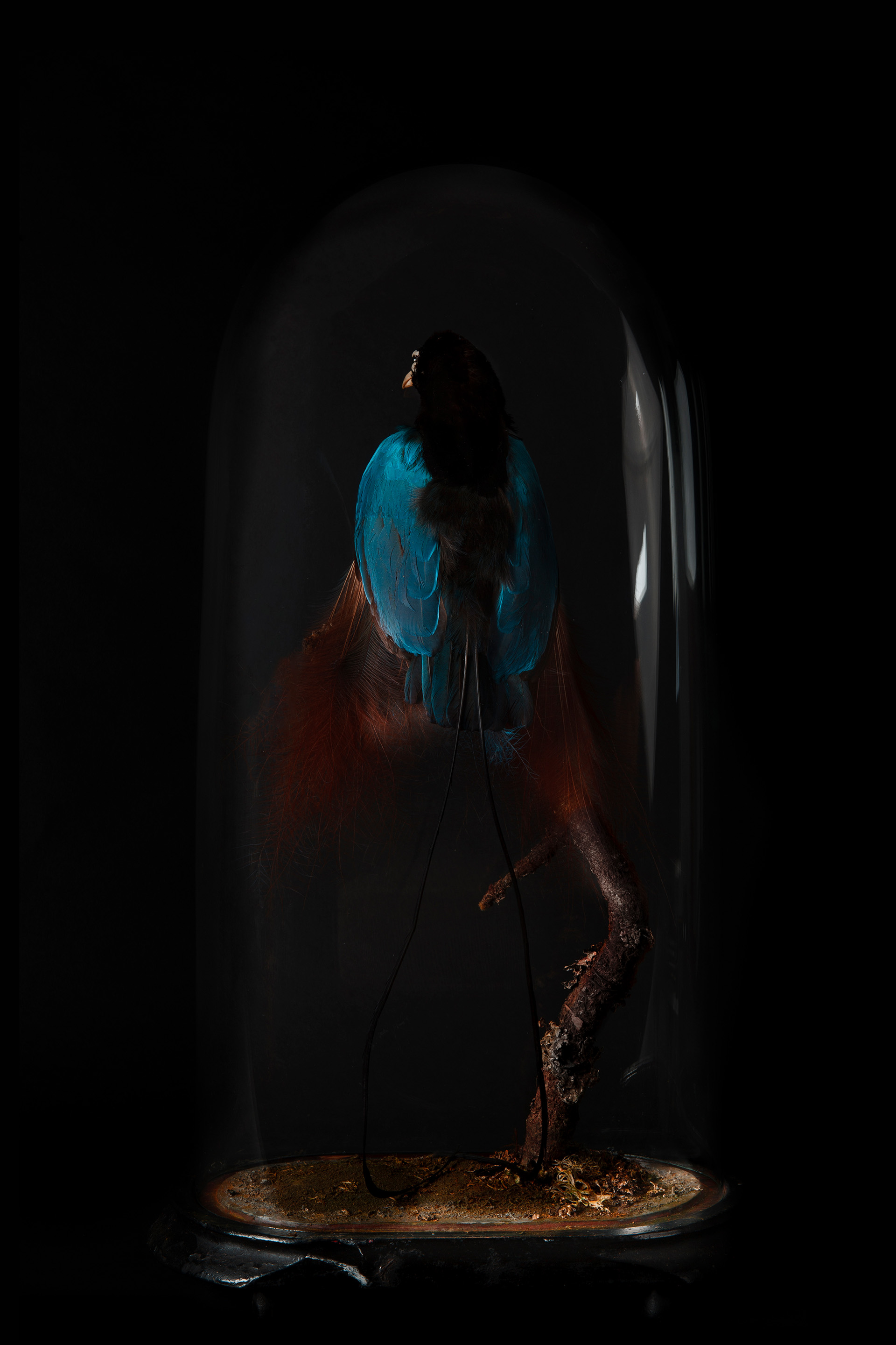 Prince Rudolphs Blue Bird Of Paradise