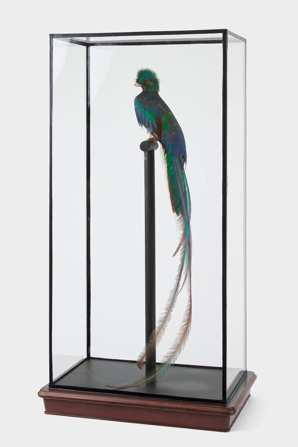 Fine Taxidermy Quetzal