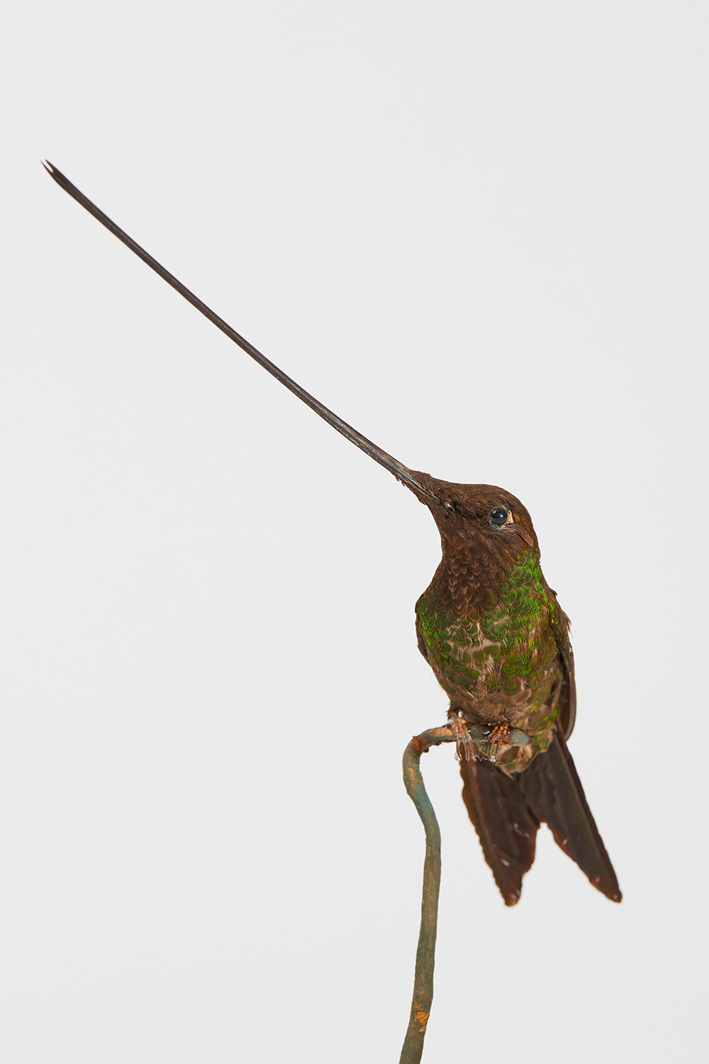Sword-Billed Hummingbird. Ex Arthur Lennox Butler Collection.