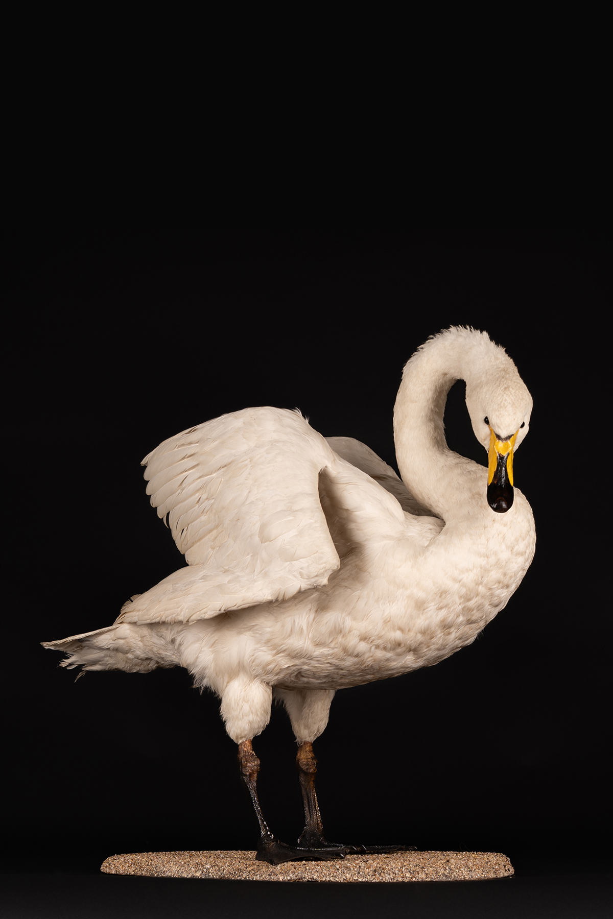 Taxidermy Swan