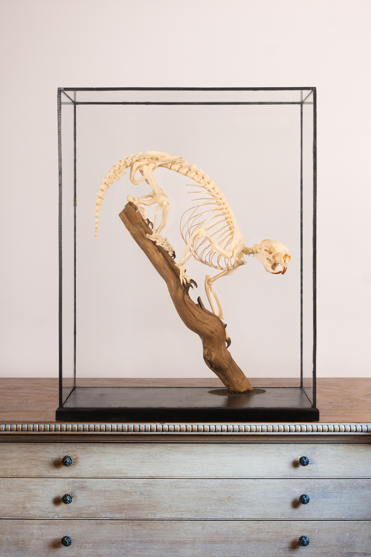 Tree Porcupine Skeleton