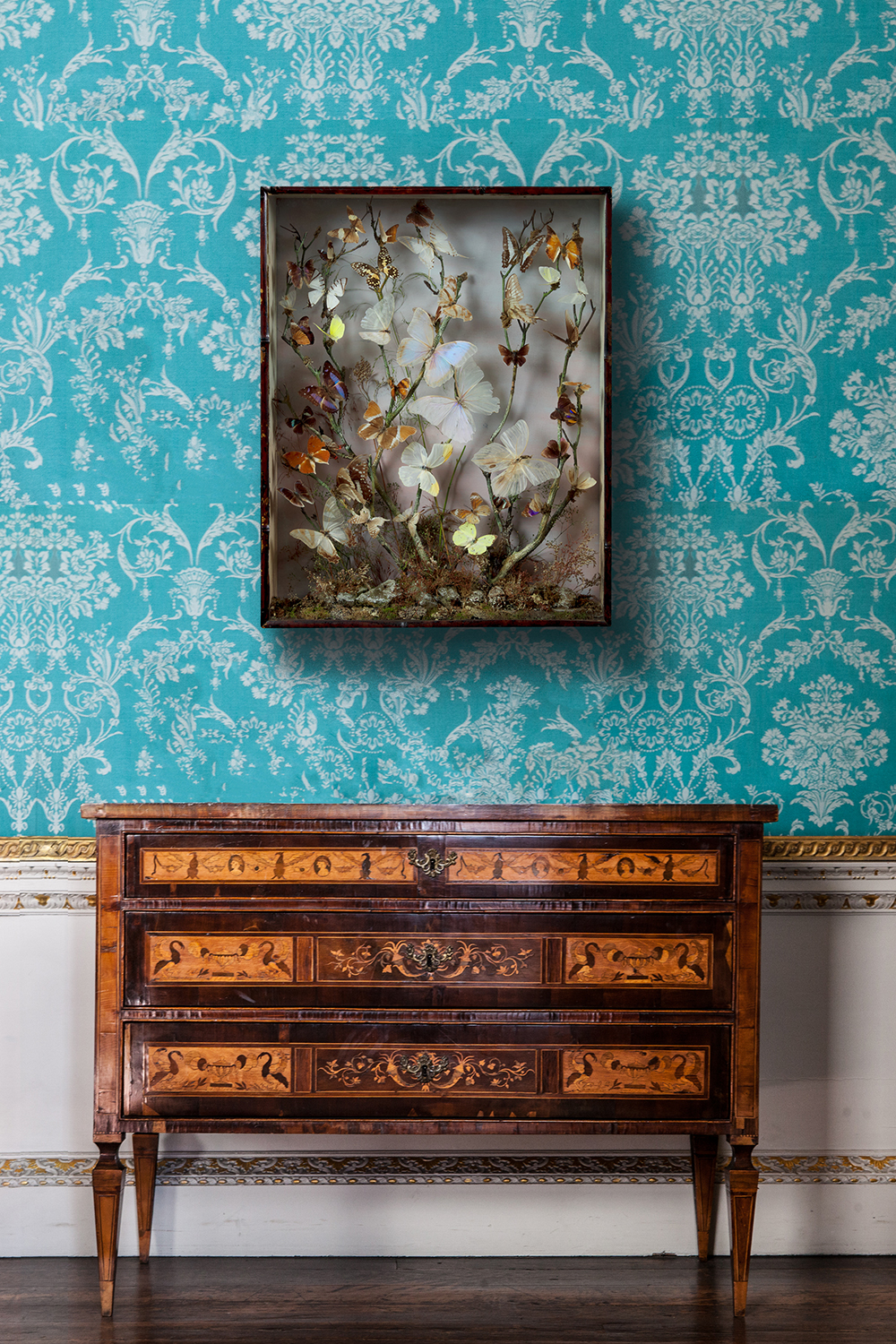 Butterfly Case By W Hine Of Southport Circa 1900