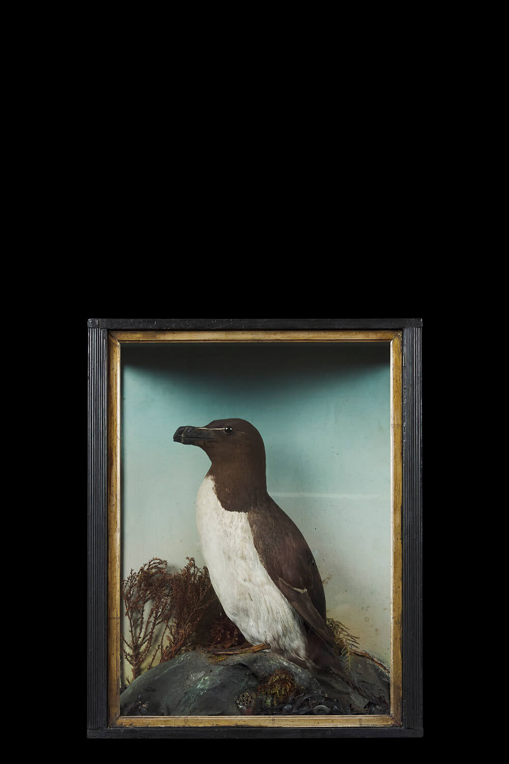 A Victorian Razorbill By Thomas Jeffries