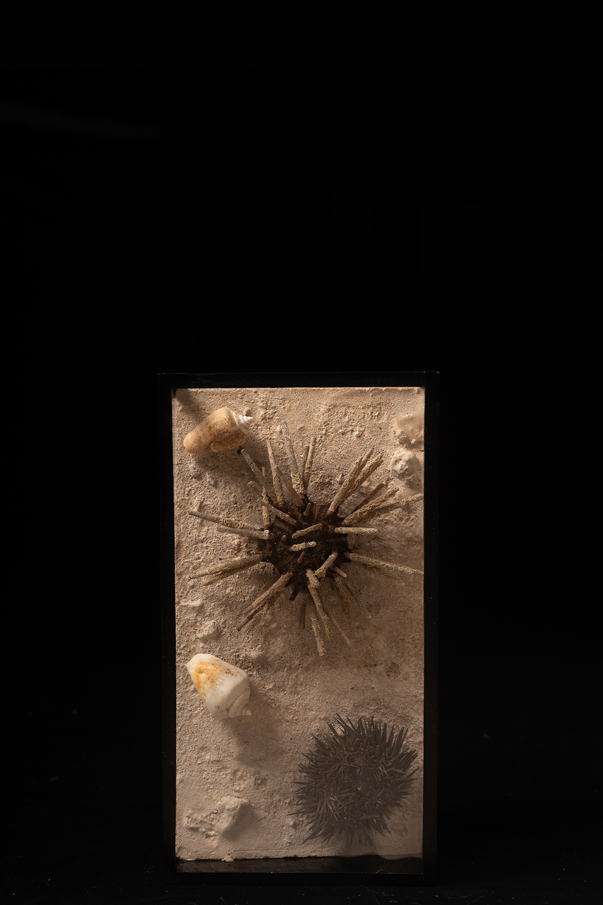 Vintage Museum Sea Urchin Specimens.