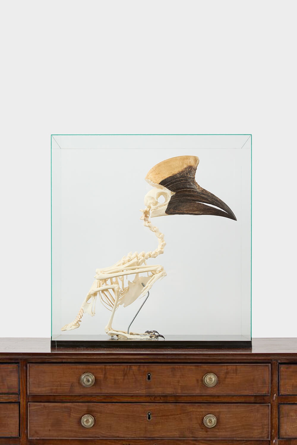 Yellow-casqued Hornbill Skeleton