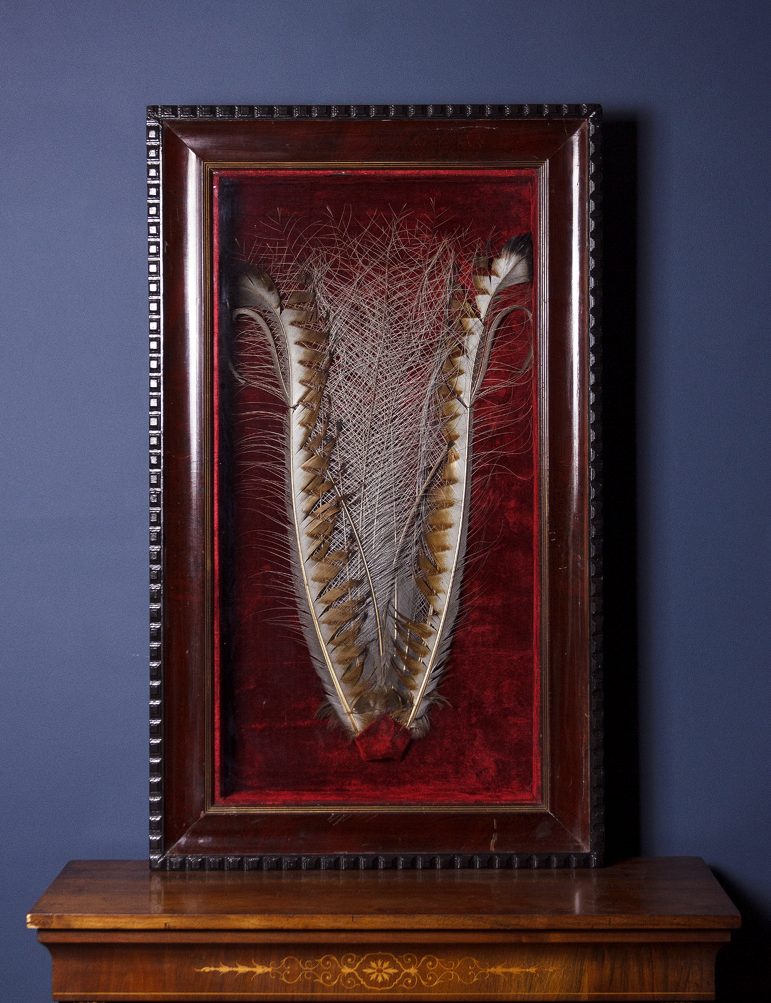 19th century Superb Lyrebird feathers