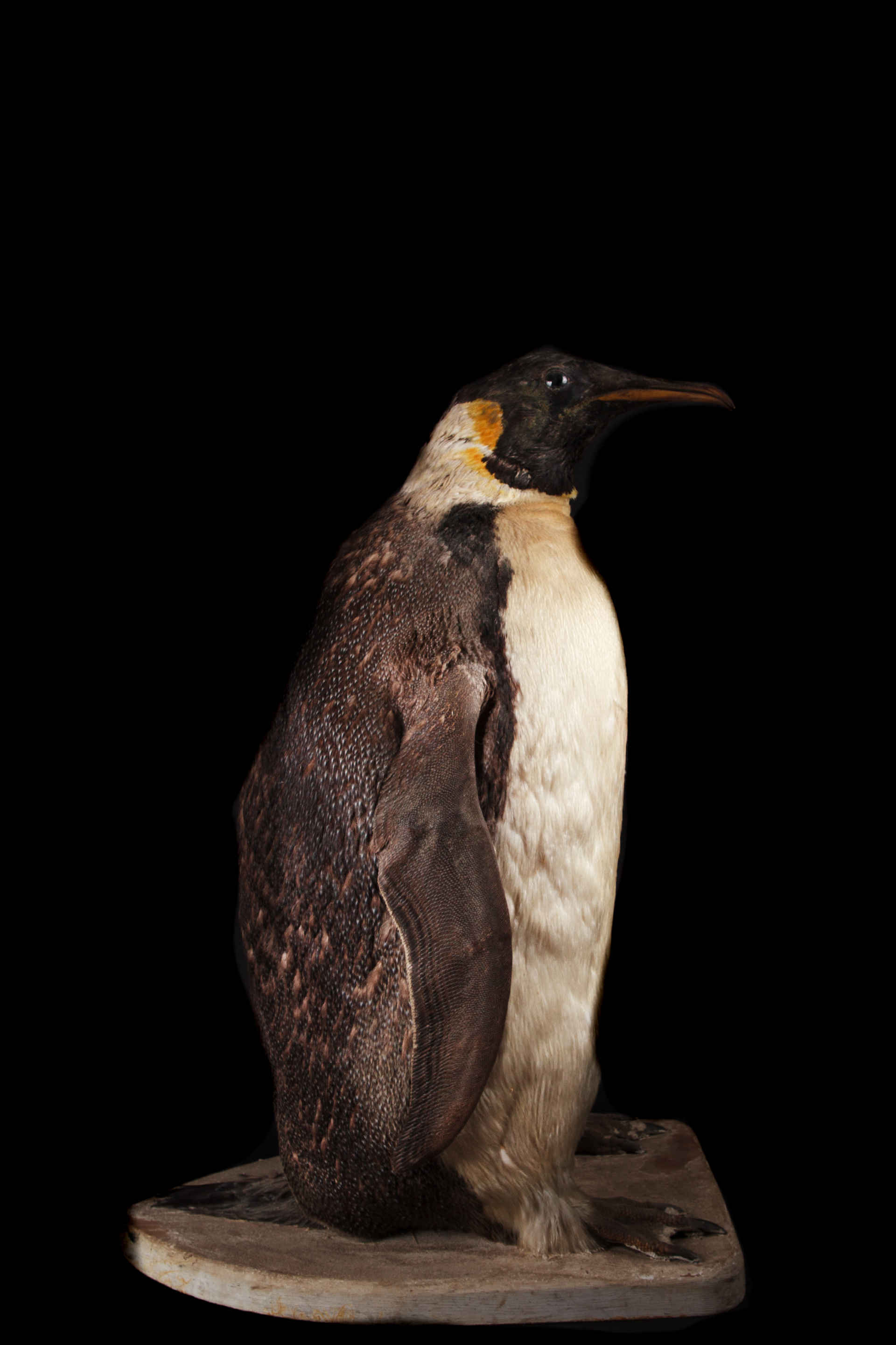 19th Century Taxidermy Example Of An Emperor Penguin