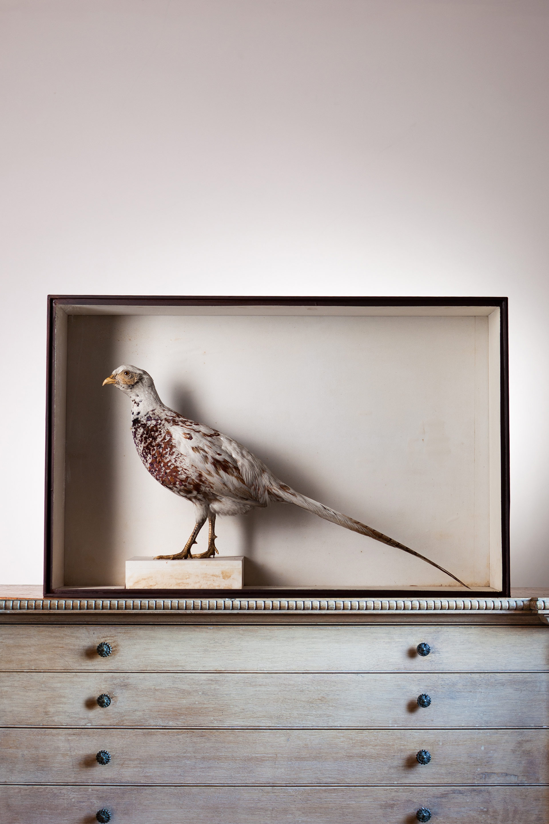 Pheasant by R. Duncan of Newcastle upon Tyne