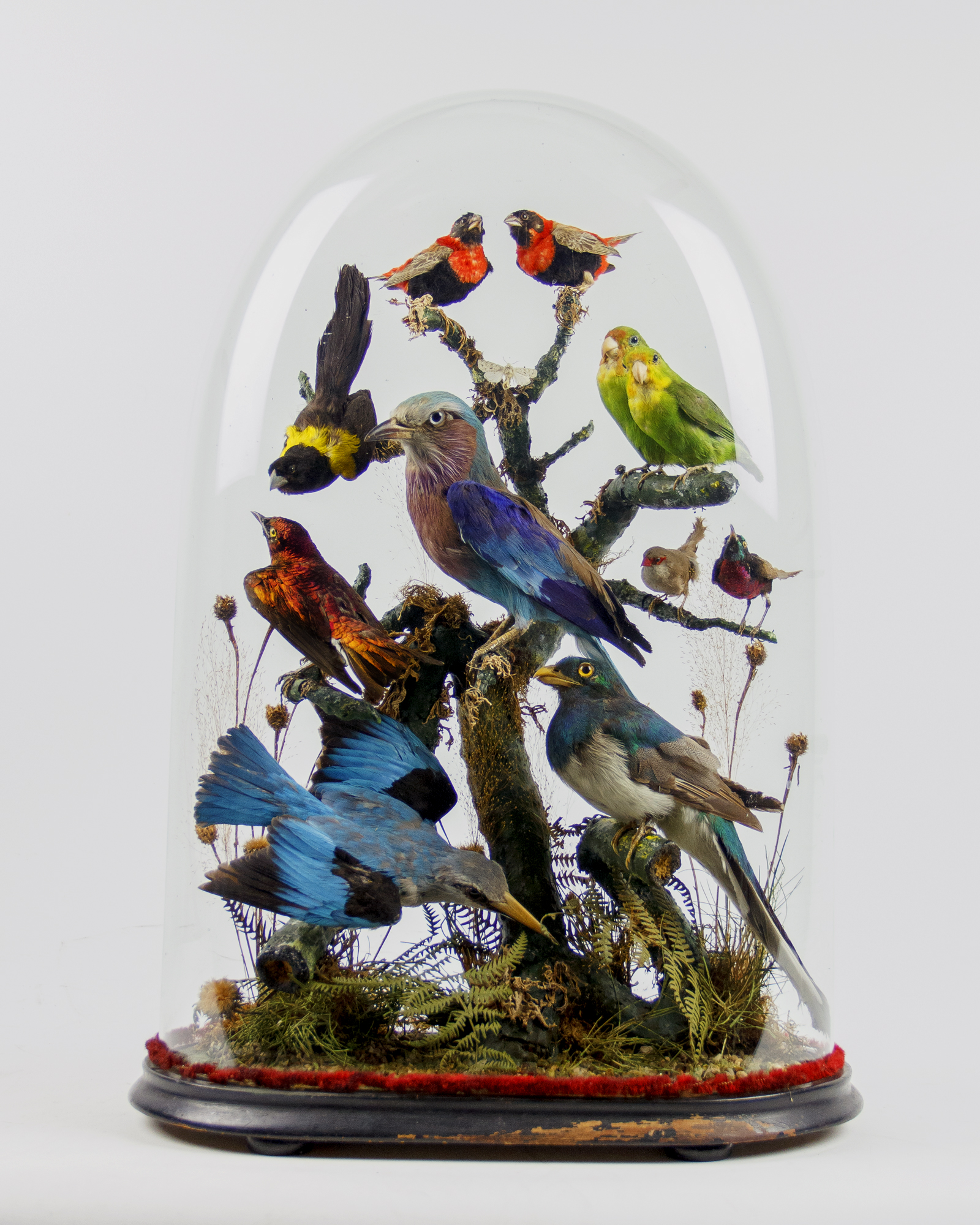 African Birds Dome