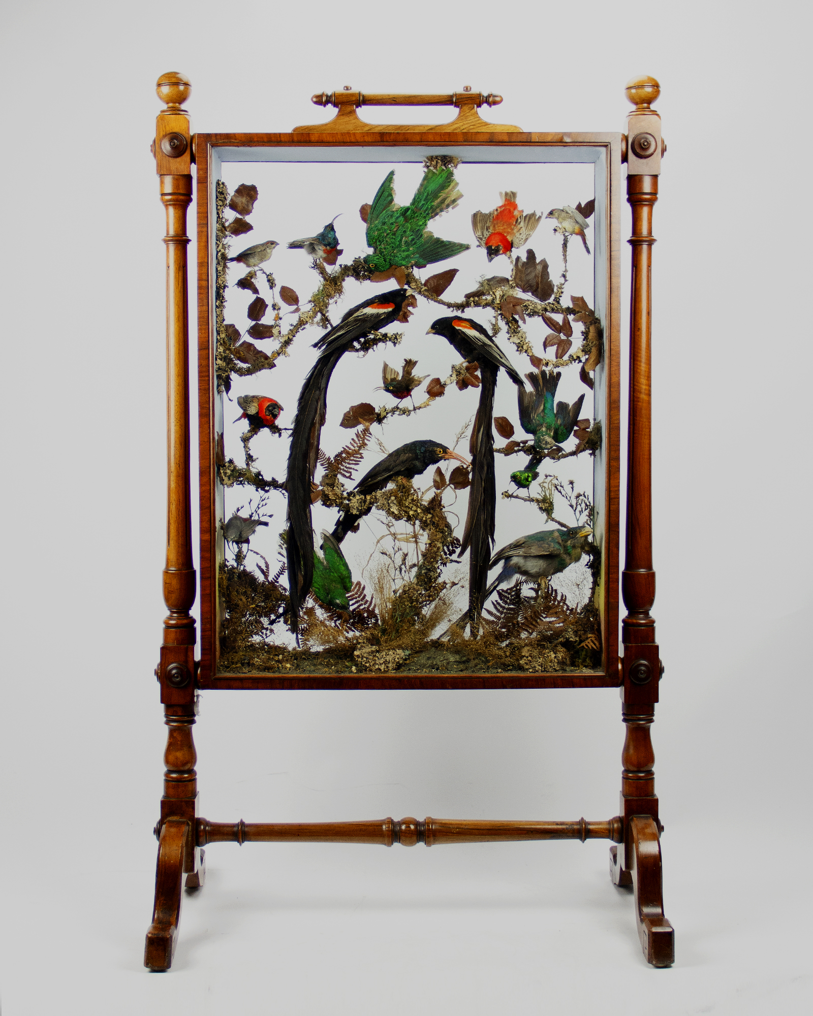 African birds fire screen