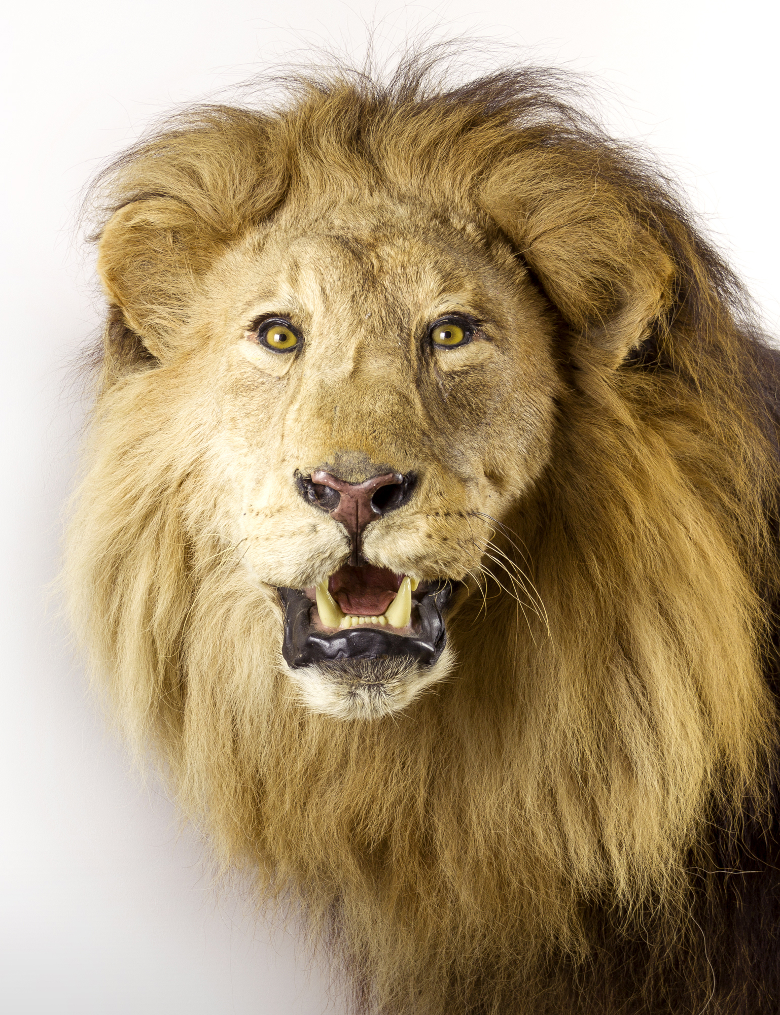 African Lion