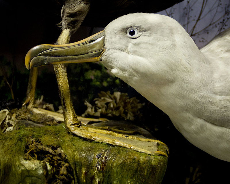 Albatross and Giant Petrel By James Gardner