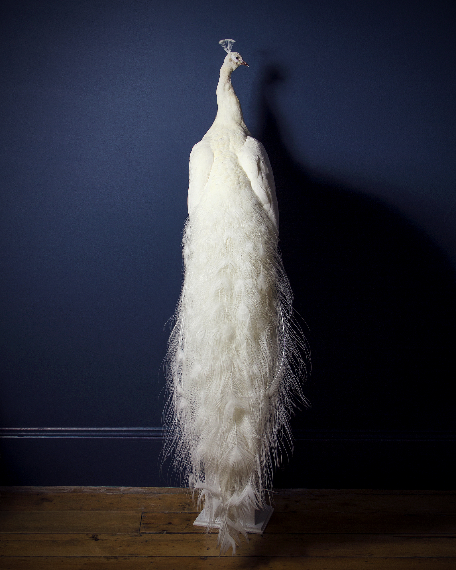 White Peacock