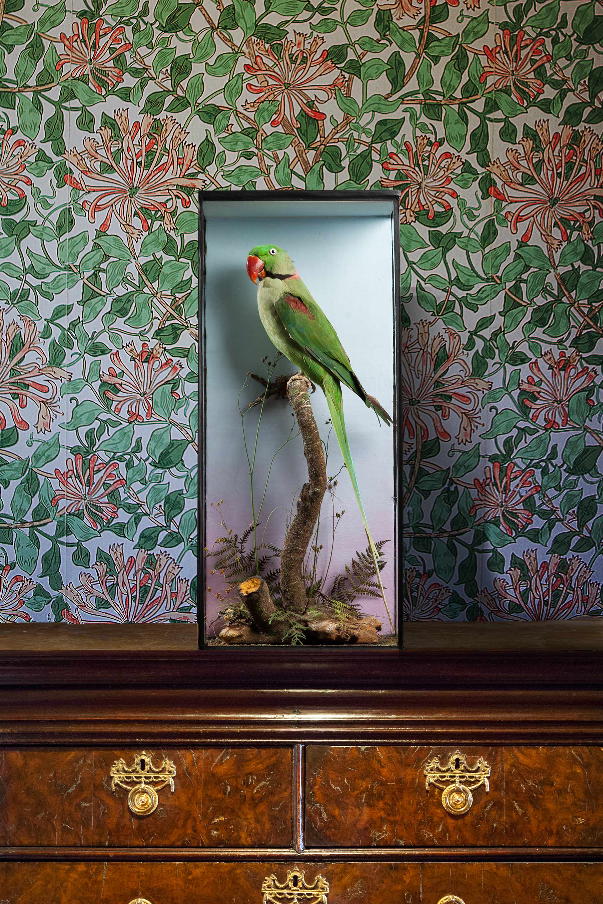 Alexandrine Parrot
