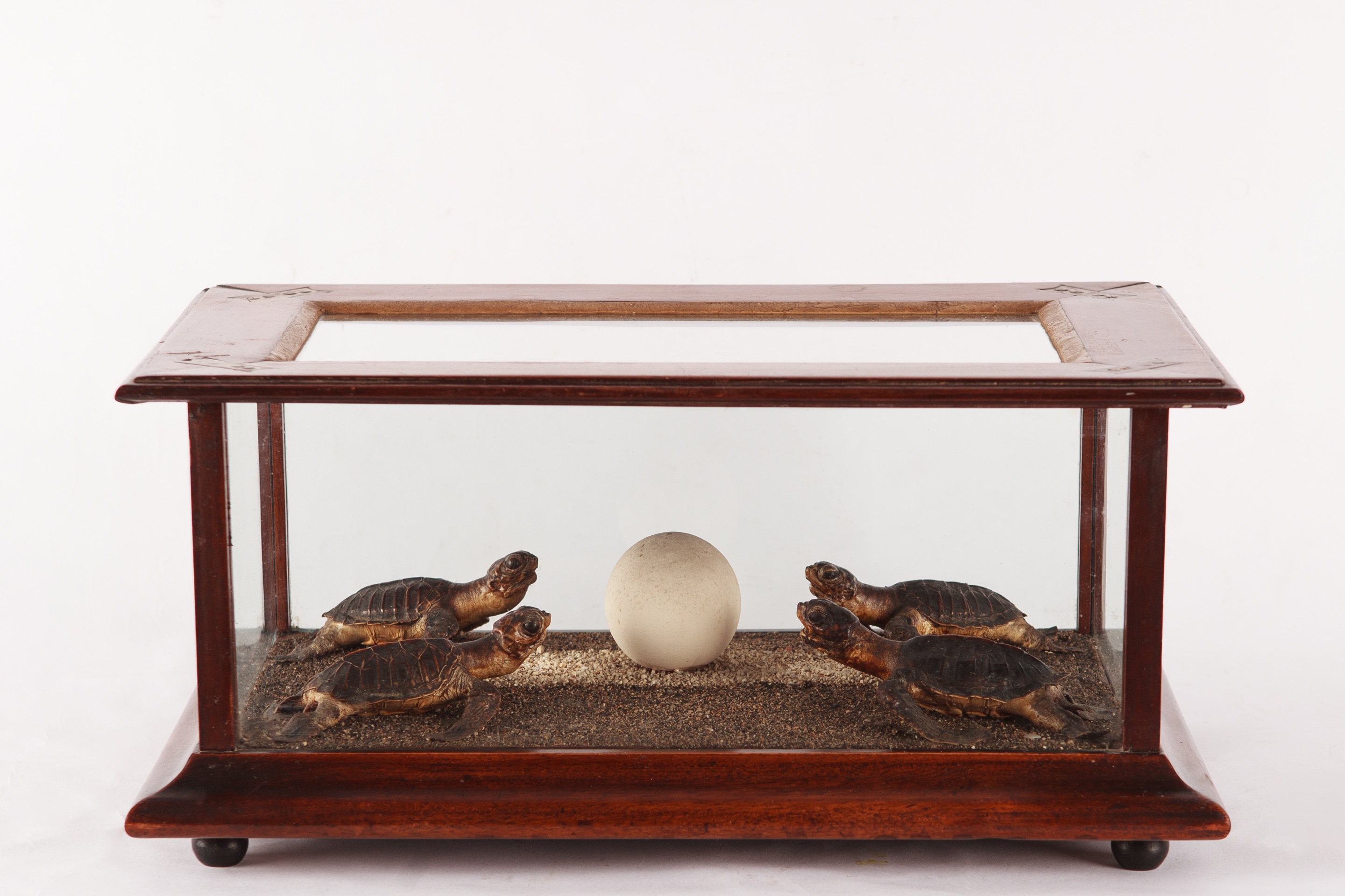 An Early Victorian Taxidermy Case Of Hatchling Sea Turtles And A Rare Sea Turtle Egg