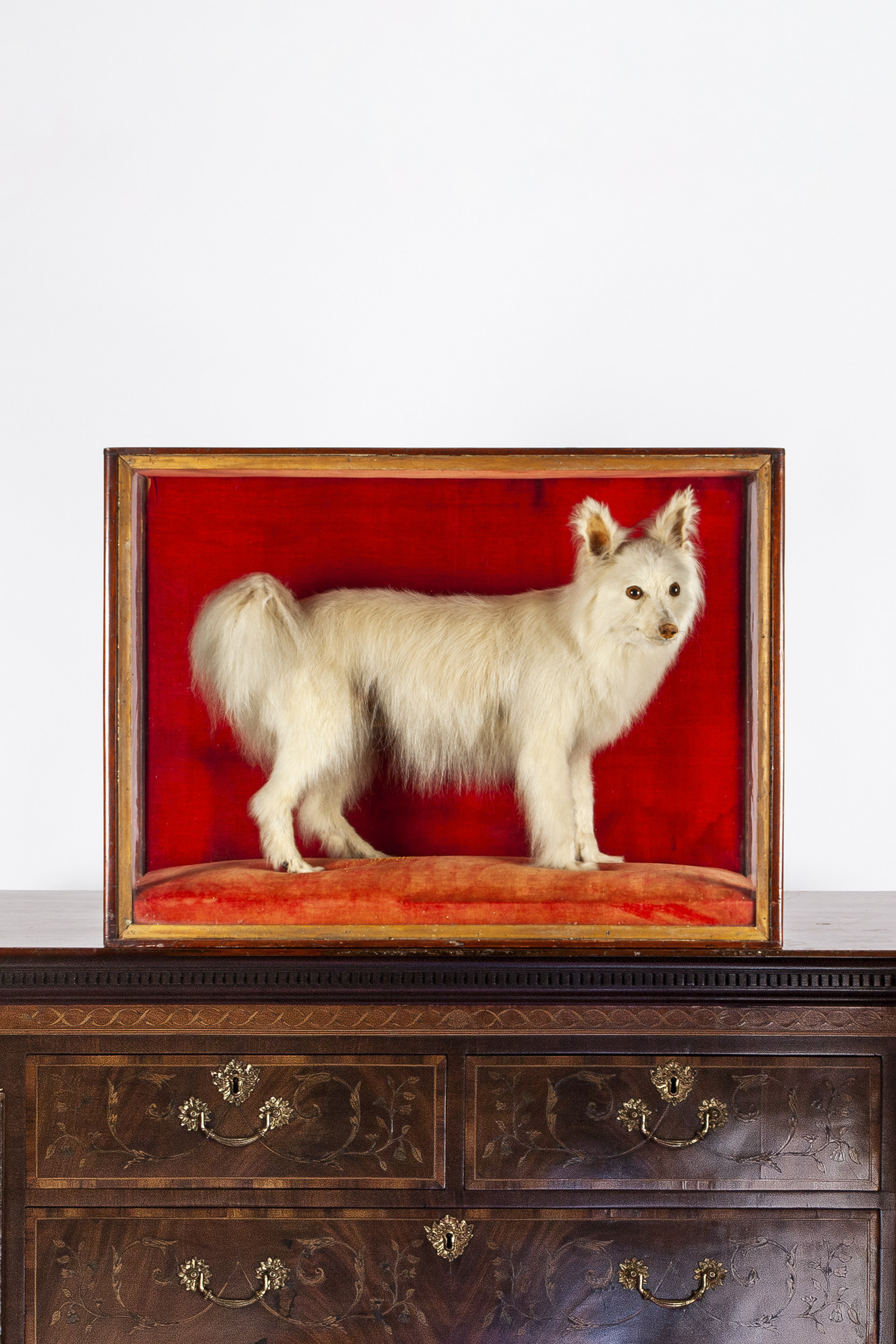 An original Victorian taxidermy cased dog