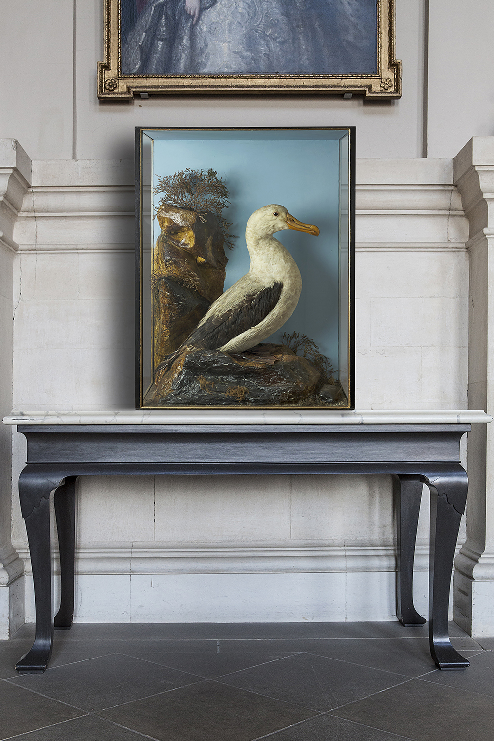 Antique Cased Taxidermy Albatross