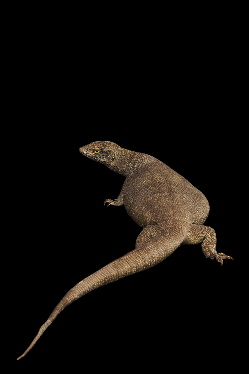 Antique Taxidermy Monitor Lizard. Ex Museum.
