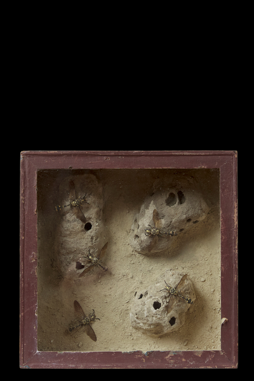 Antique Potter Wasps With Their Cells