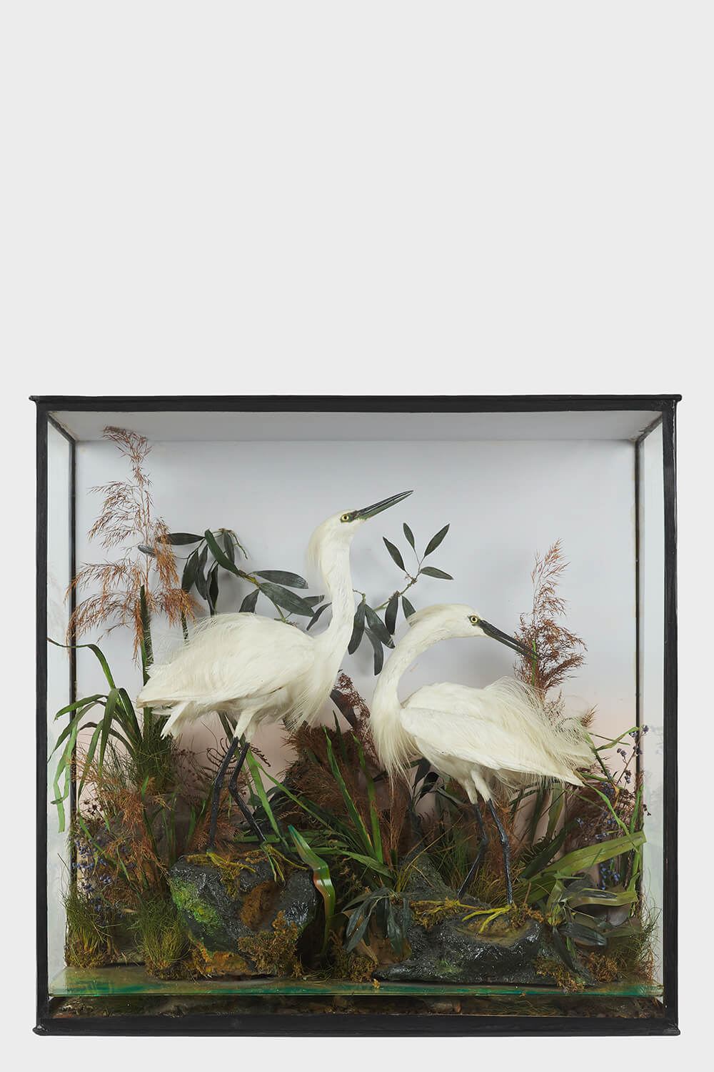 Antique Taxidermy Egrets
